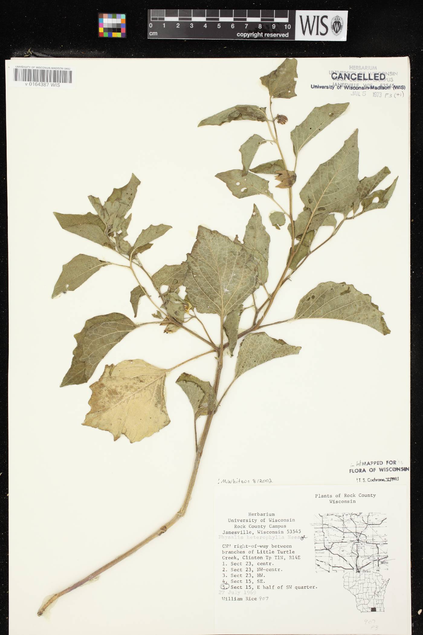 Physalis heterophylla var. heterophylla image