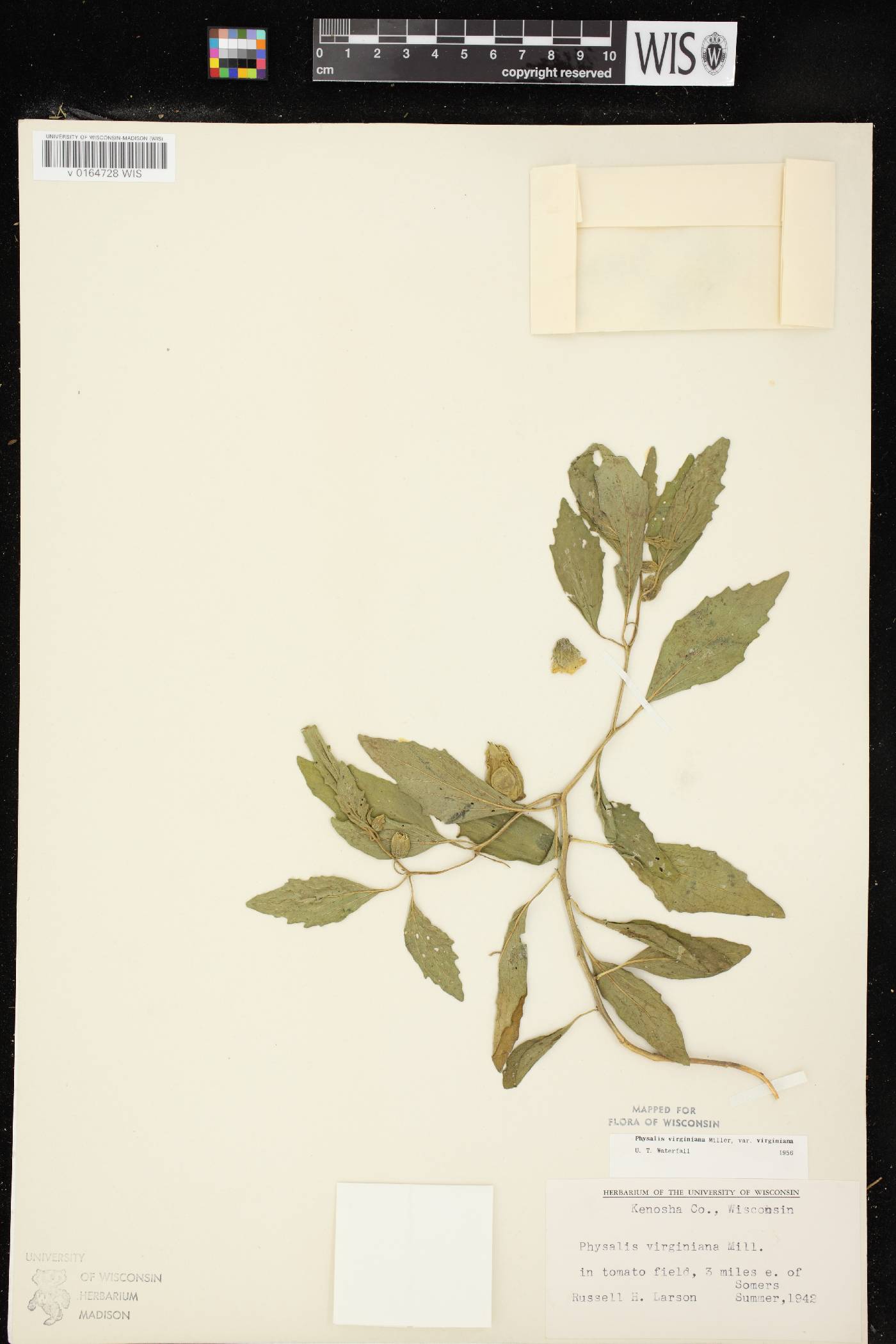 Physalis virginiana var. virginiana image