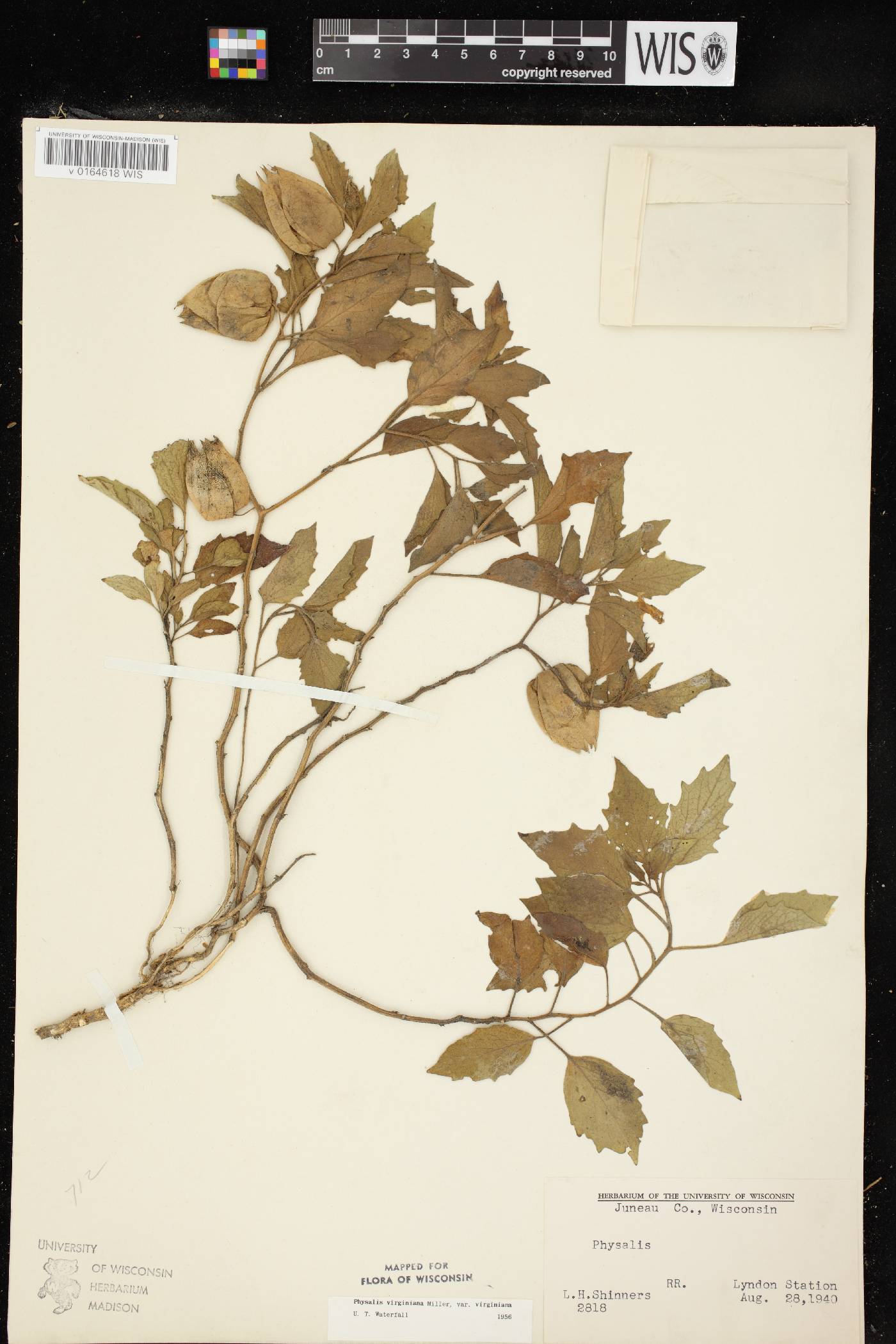 Physalis virginiana var. virginiana image