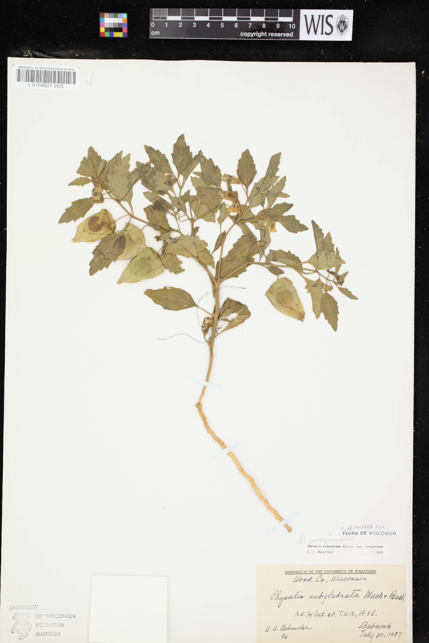 Physalis virginiana var. virginiana image
