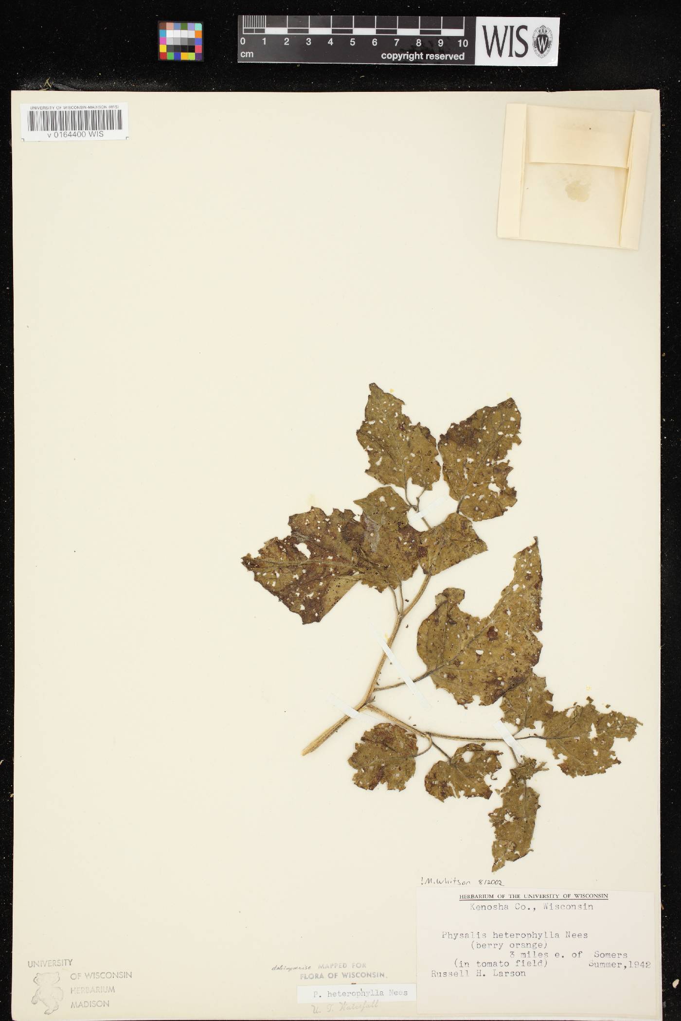 Physalis heterophylla var. heterophylla image