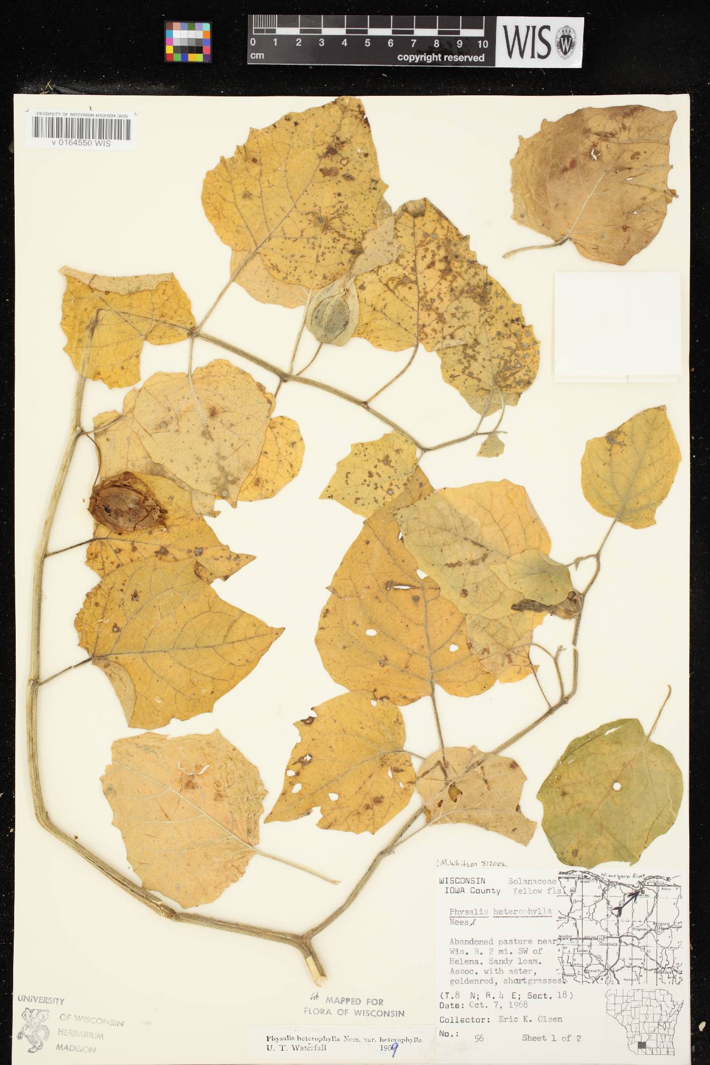 Physalis heterophylla image
