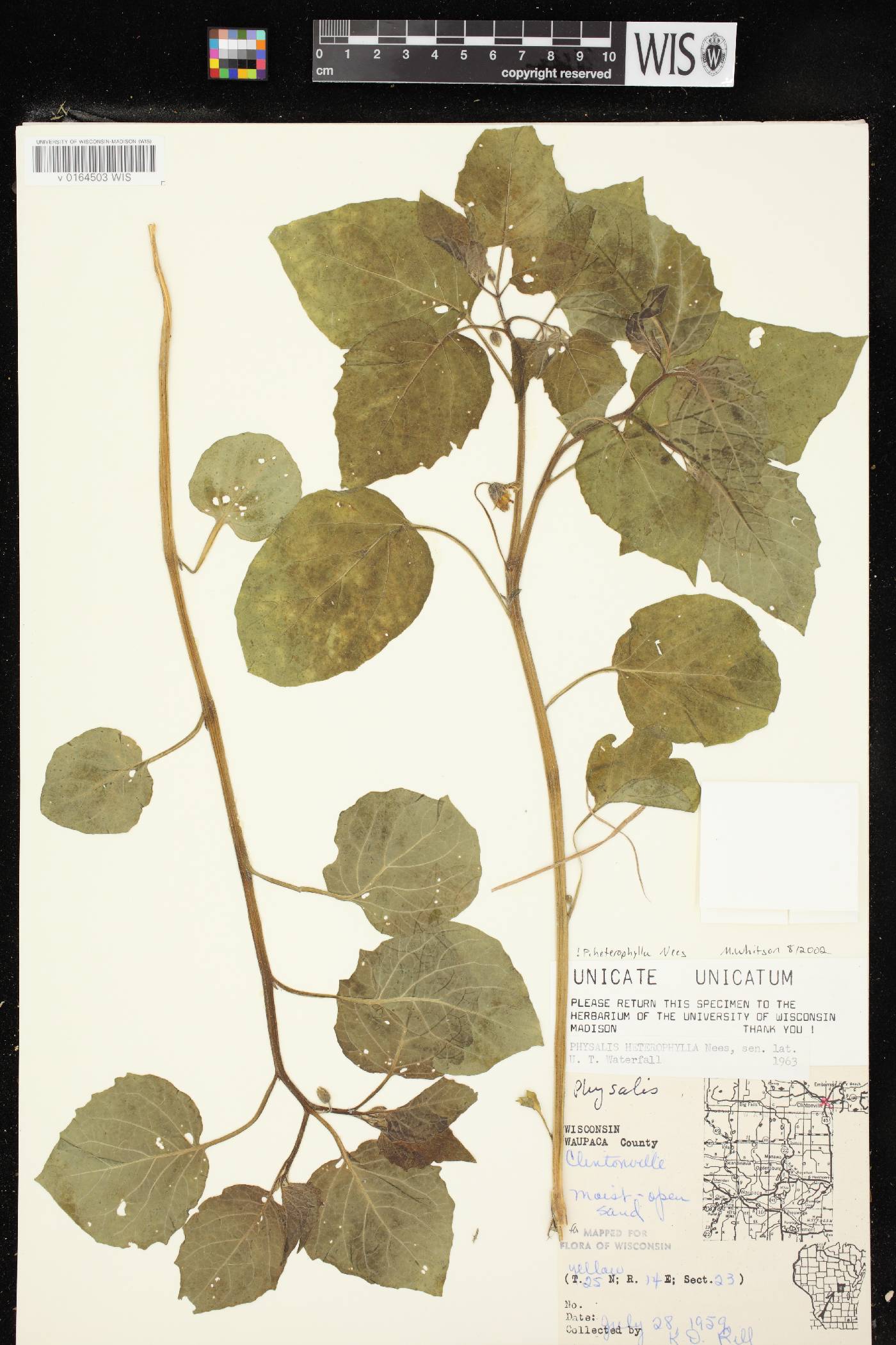 Physalis heterophylla var. heterophylla image