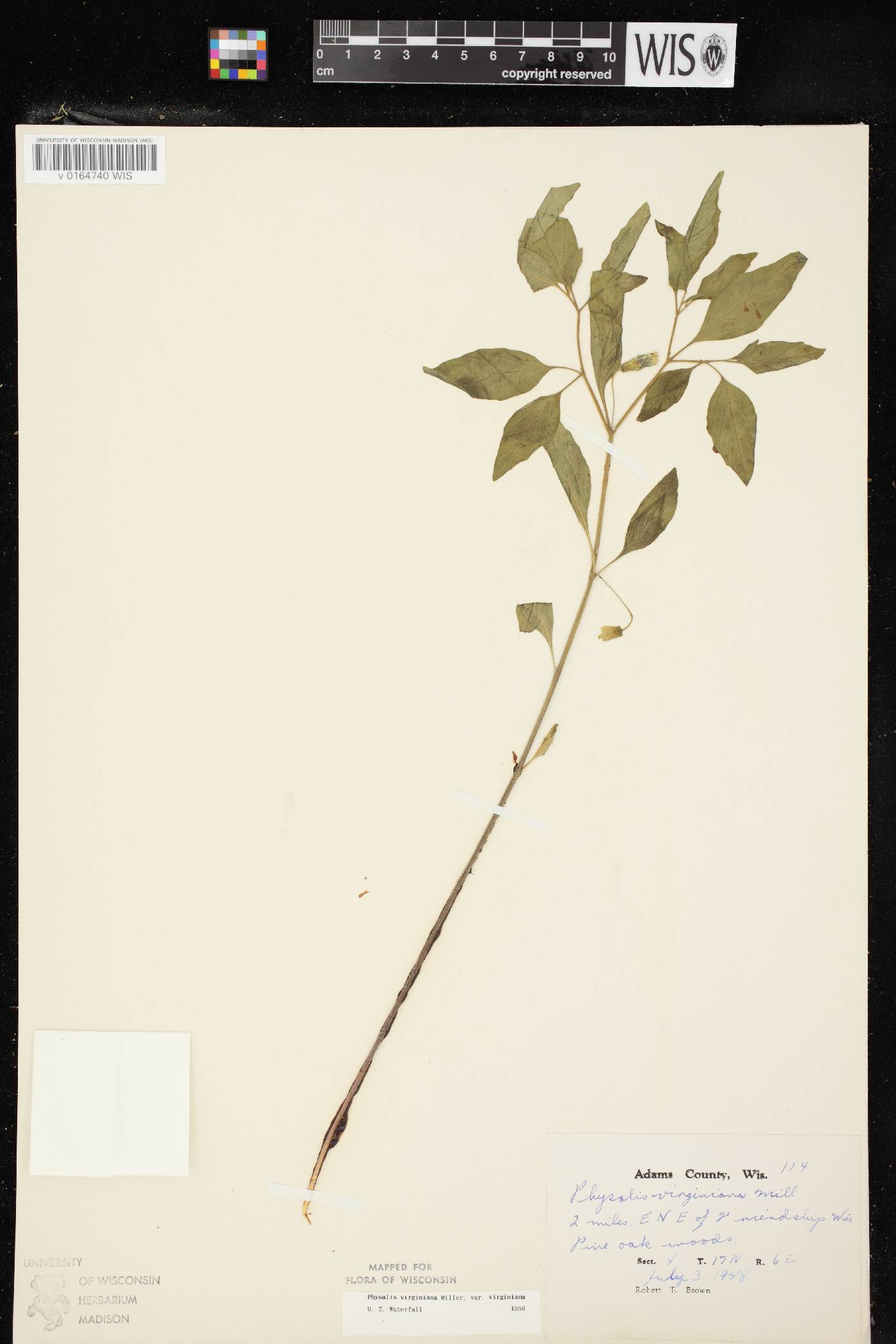 Physalis virginiana var. virginiana image