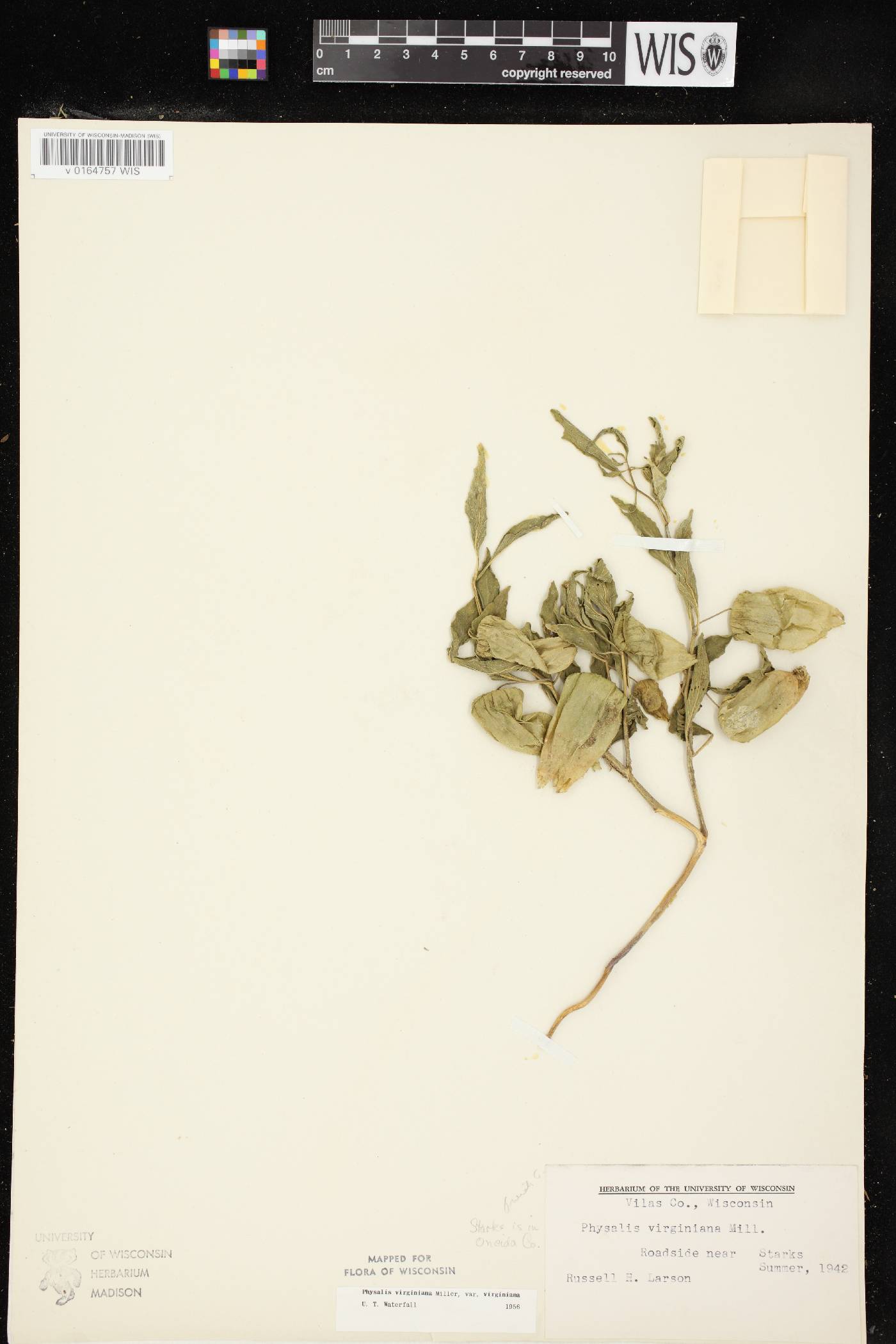 Physalis virginiana var. virginiana image
