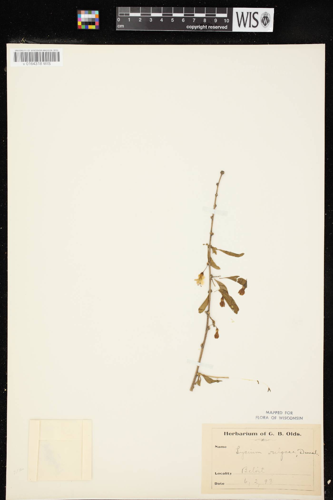 Lycium barbarum image