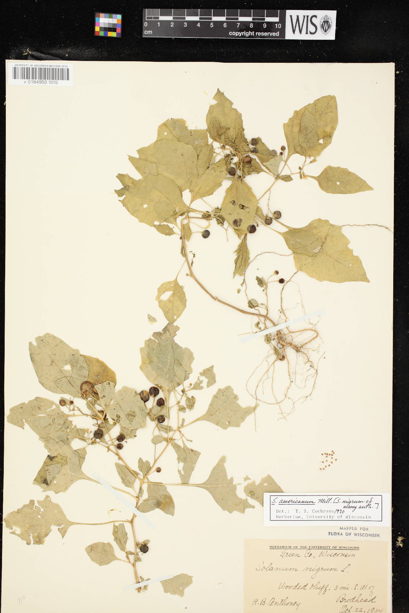 Solanum ptychanthum image