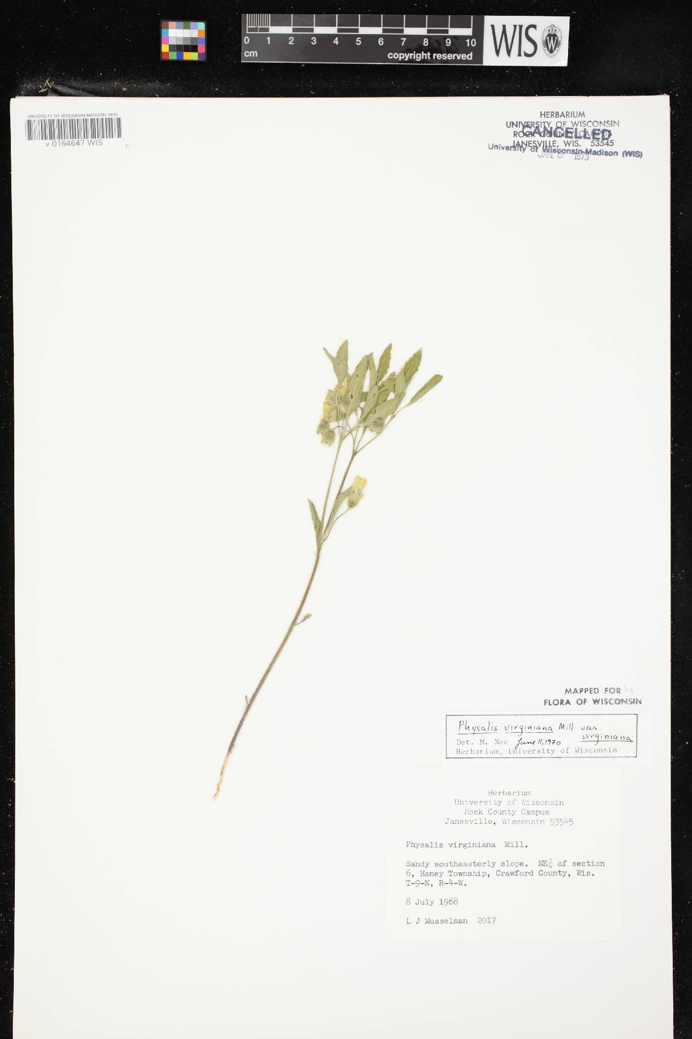 Physalis virginiana var. virginiana image