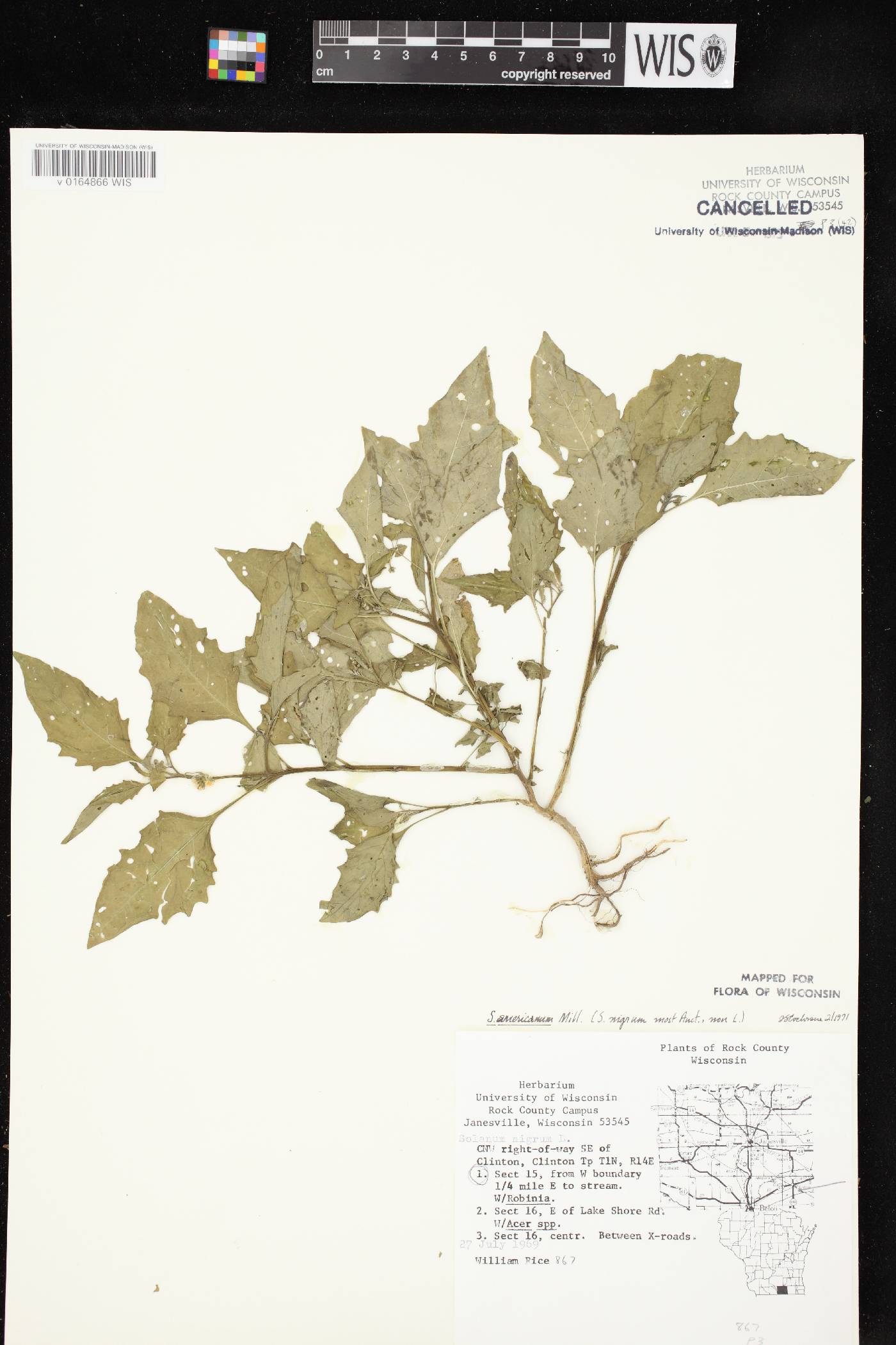 Solanum ptychanthum image