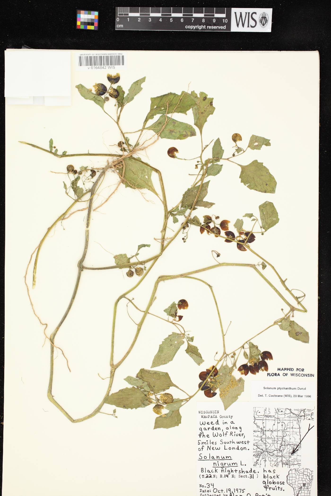 Solanum ptychanthum image