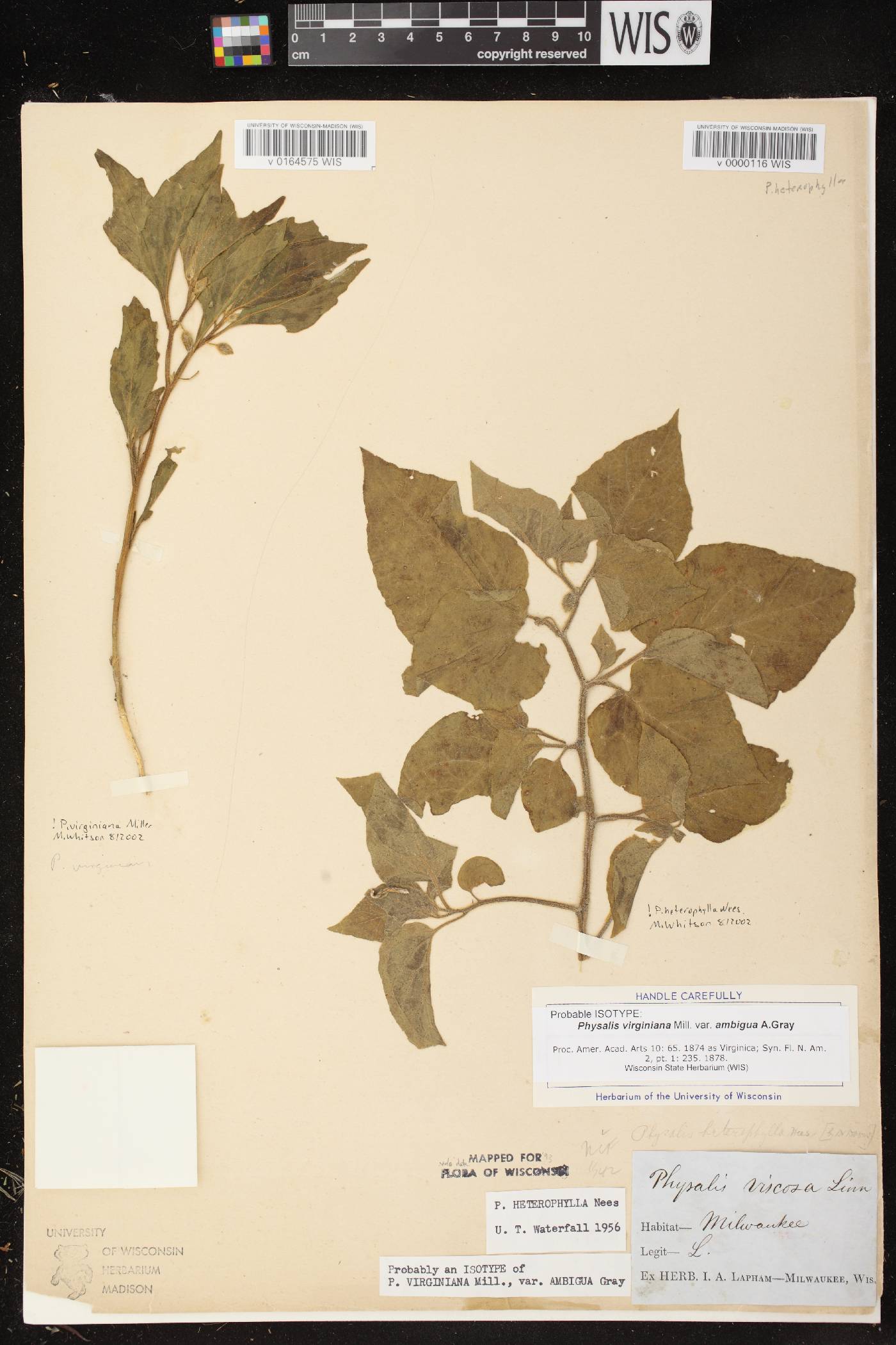 Physalis virginiana var. virginiana image