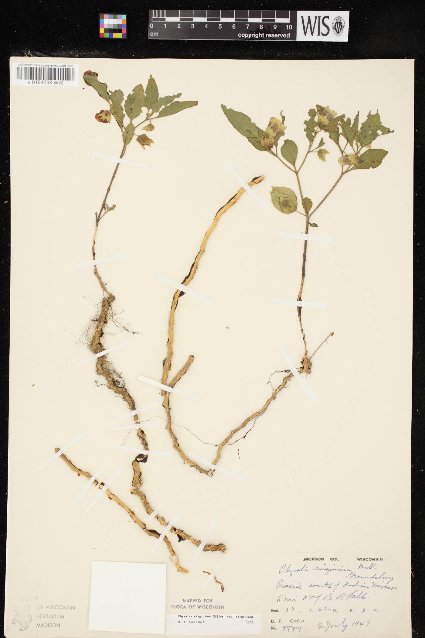 Physalis virginiana var. virginiana image