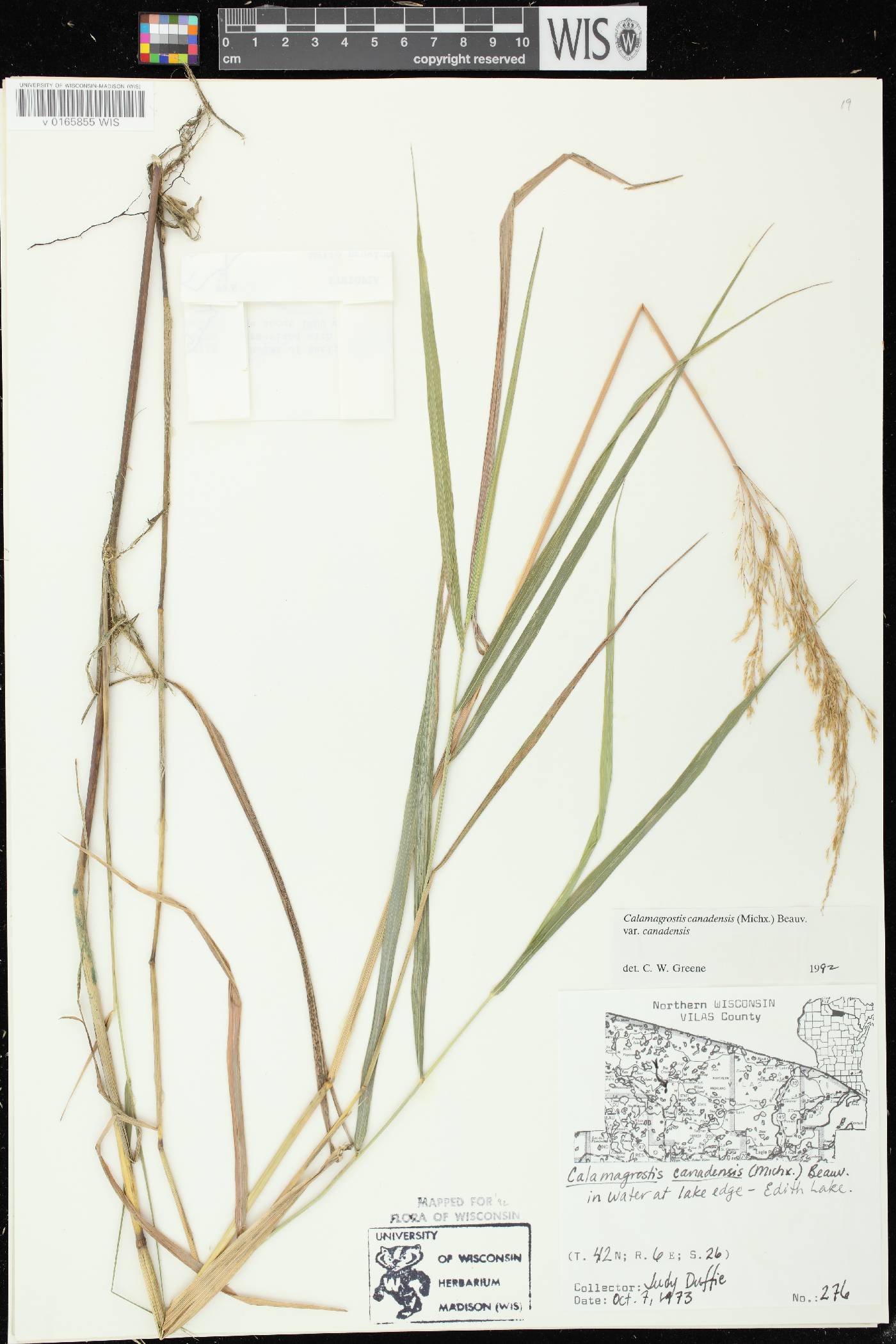 Calamagrostis canadensis var. canadensis image