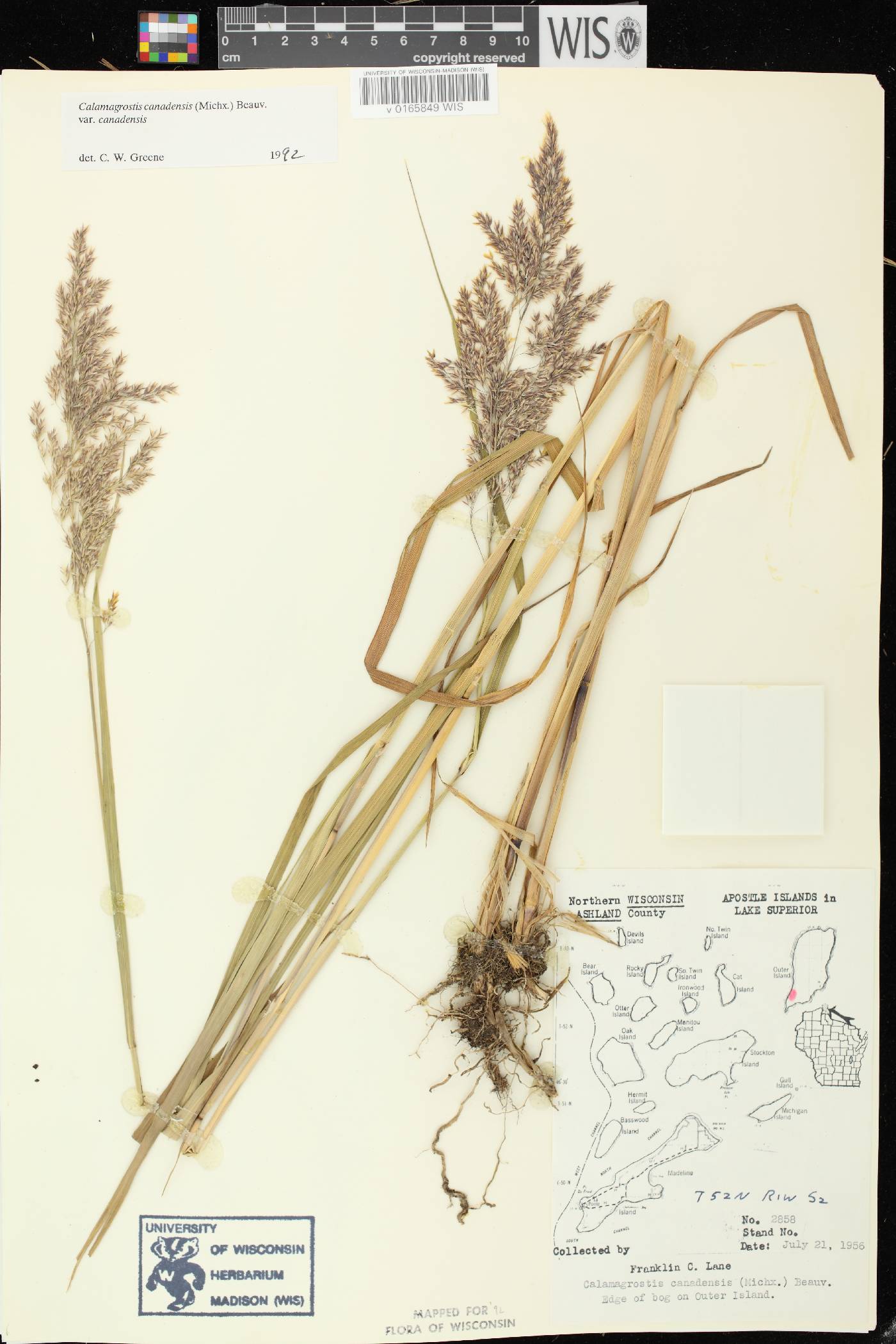 Calamagrostis canadensis var. canadensis image