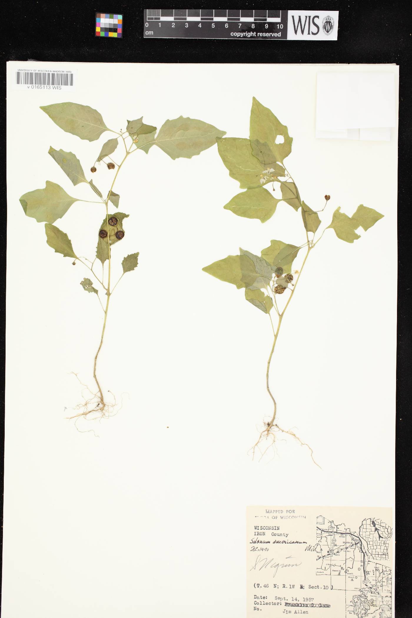 Solanum ptychanthum image