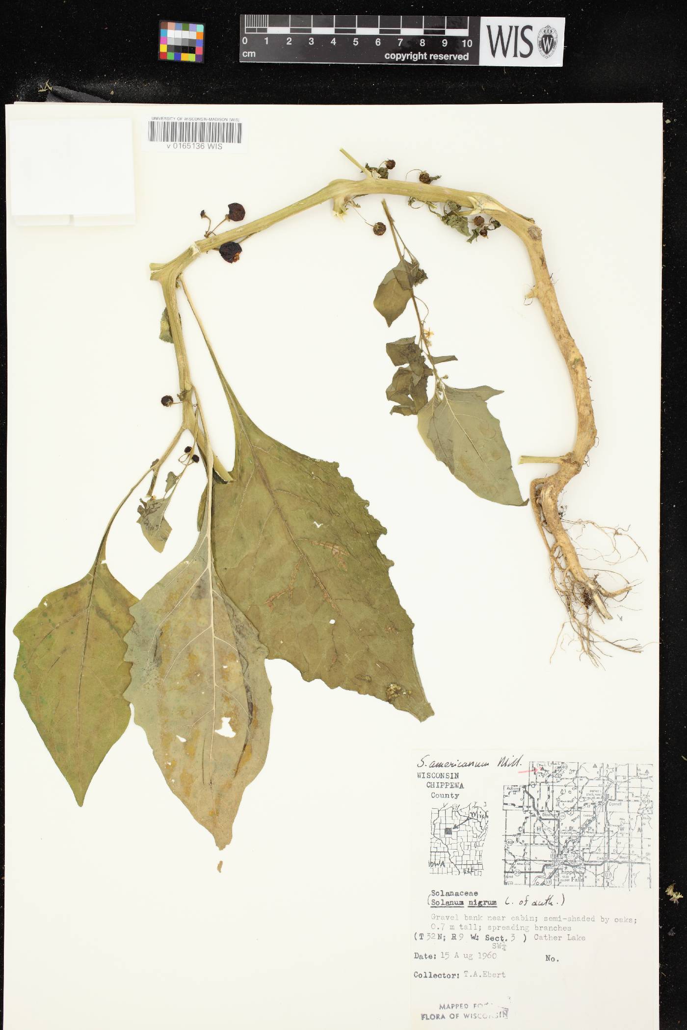 Solanum ptychanthum image