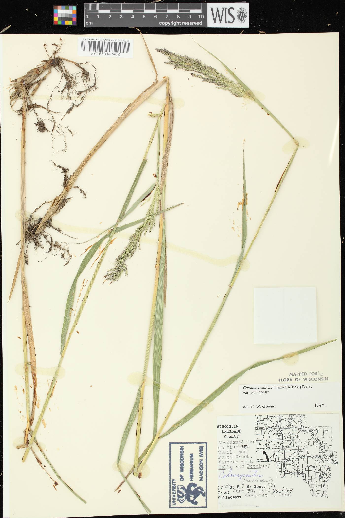 Calamagrostis canadensis var. canadensis image
