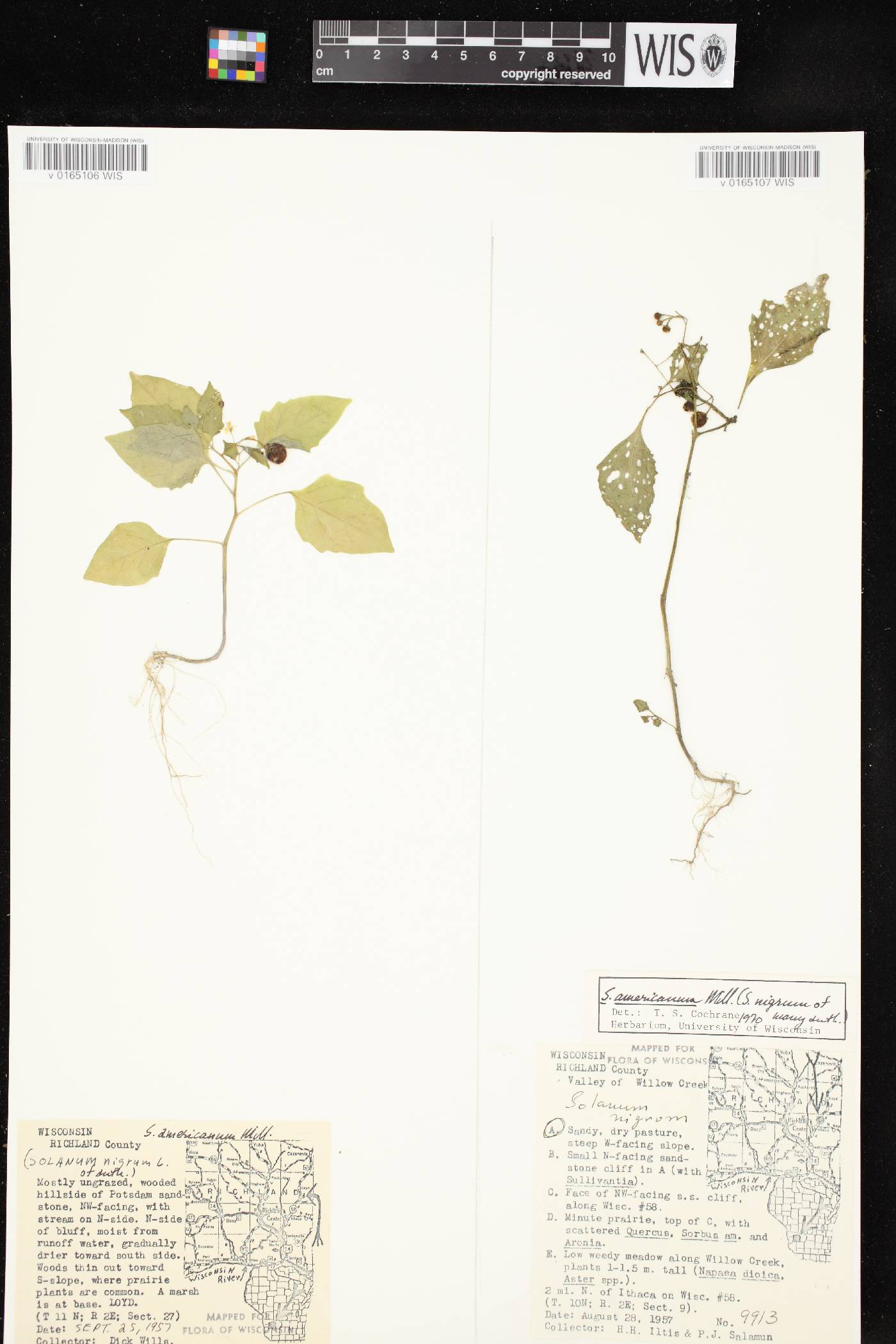Solanum ptychanthum image