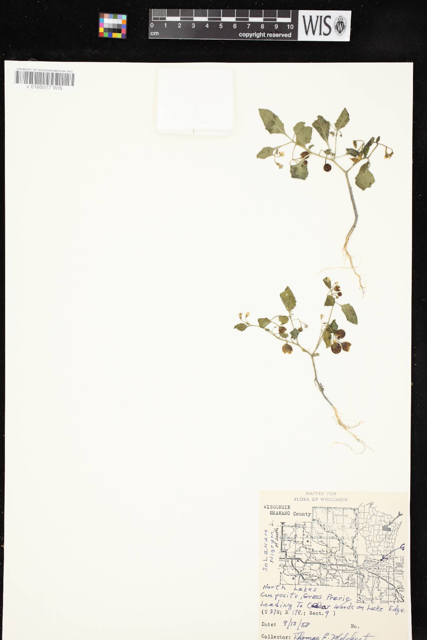 Solanum ptychanthum image