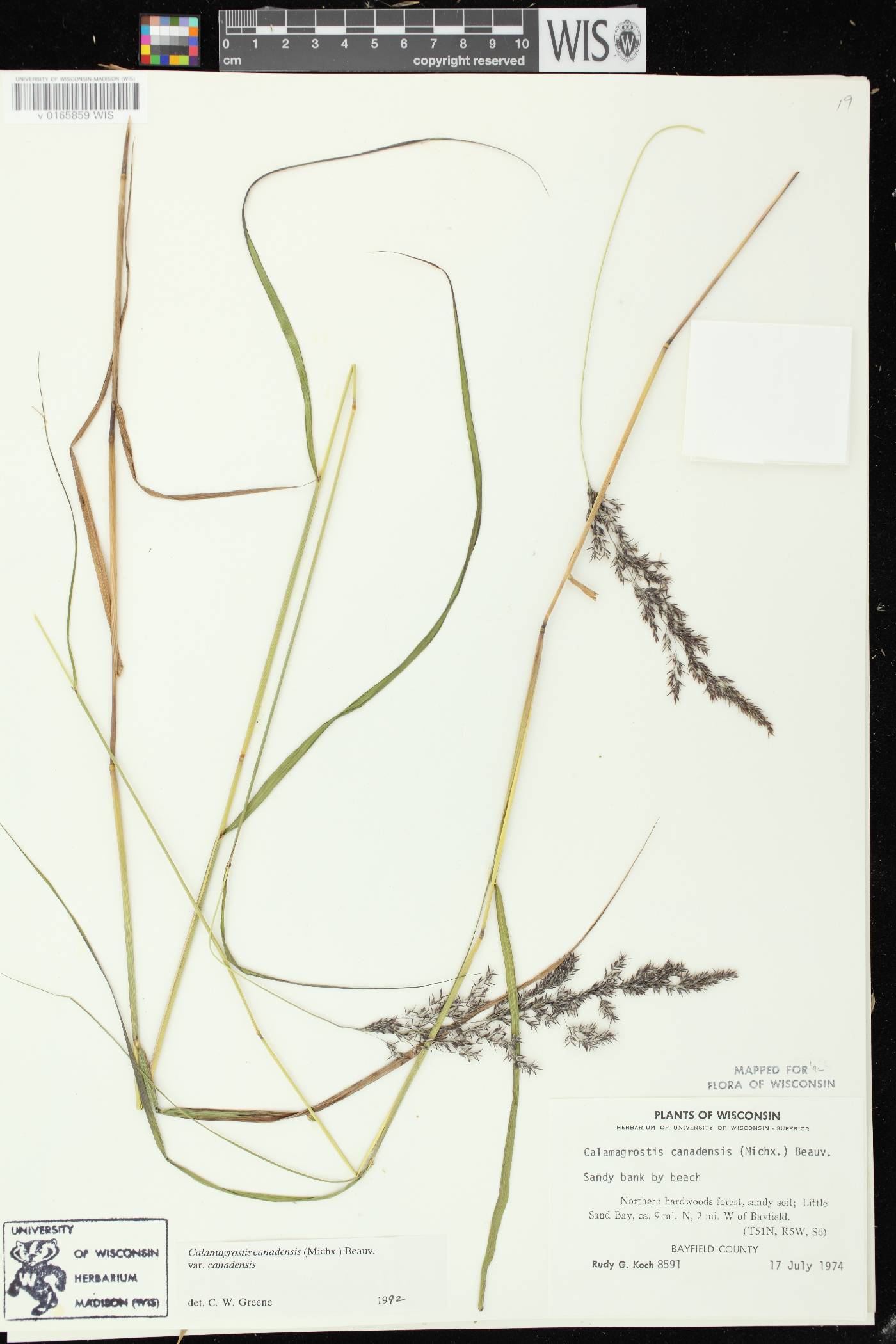 Calamagrostis canadensis var. canadensis image
