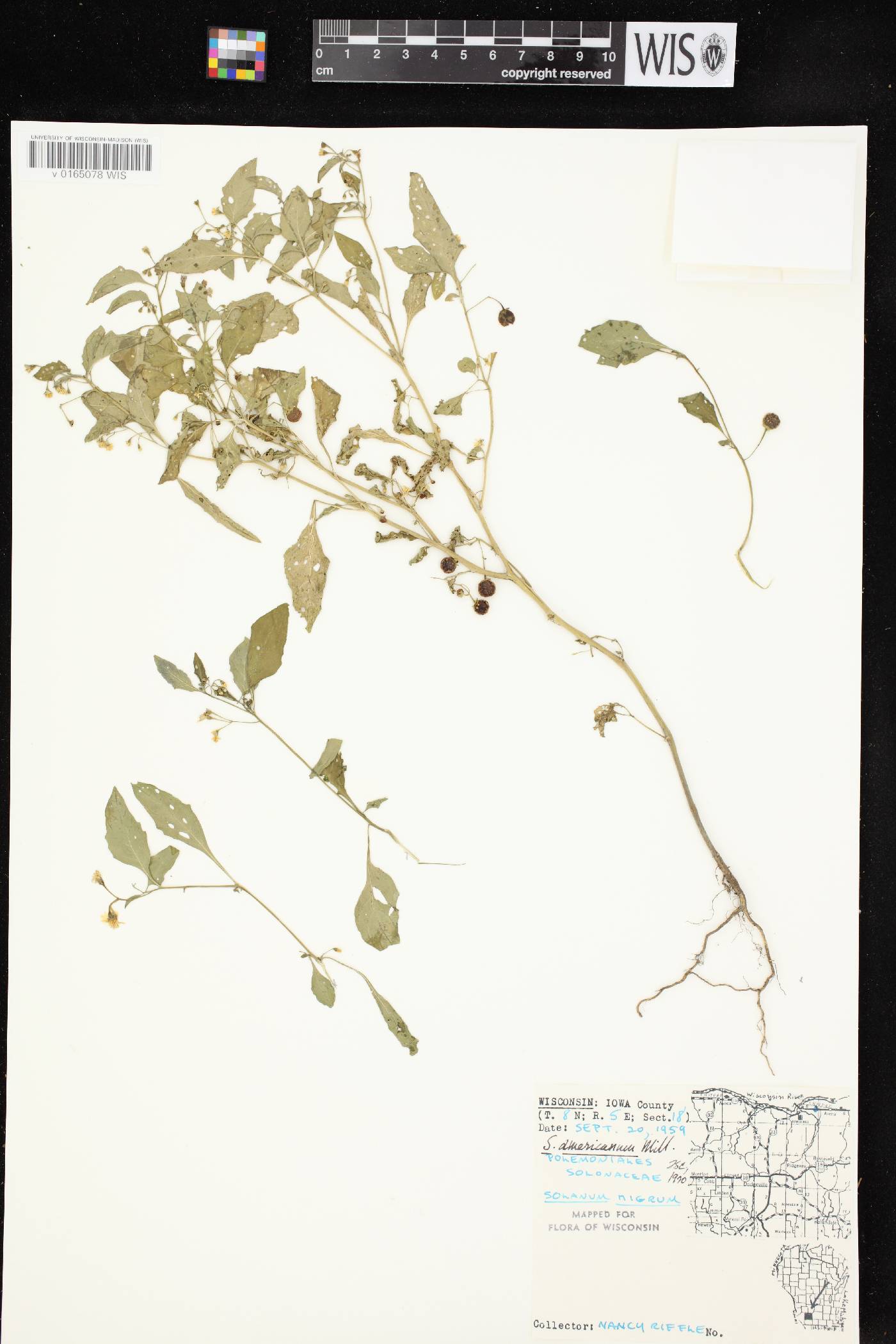 Solanum ptychanthum image