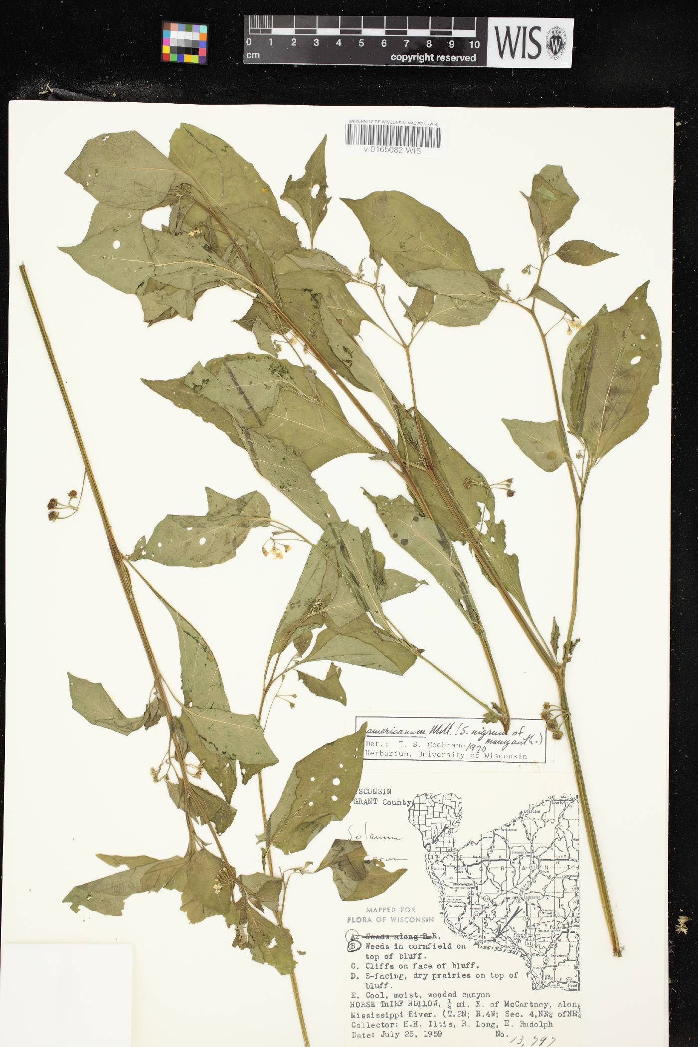 Solanum ptychanthum image