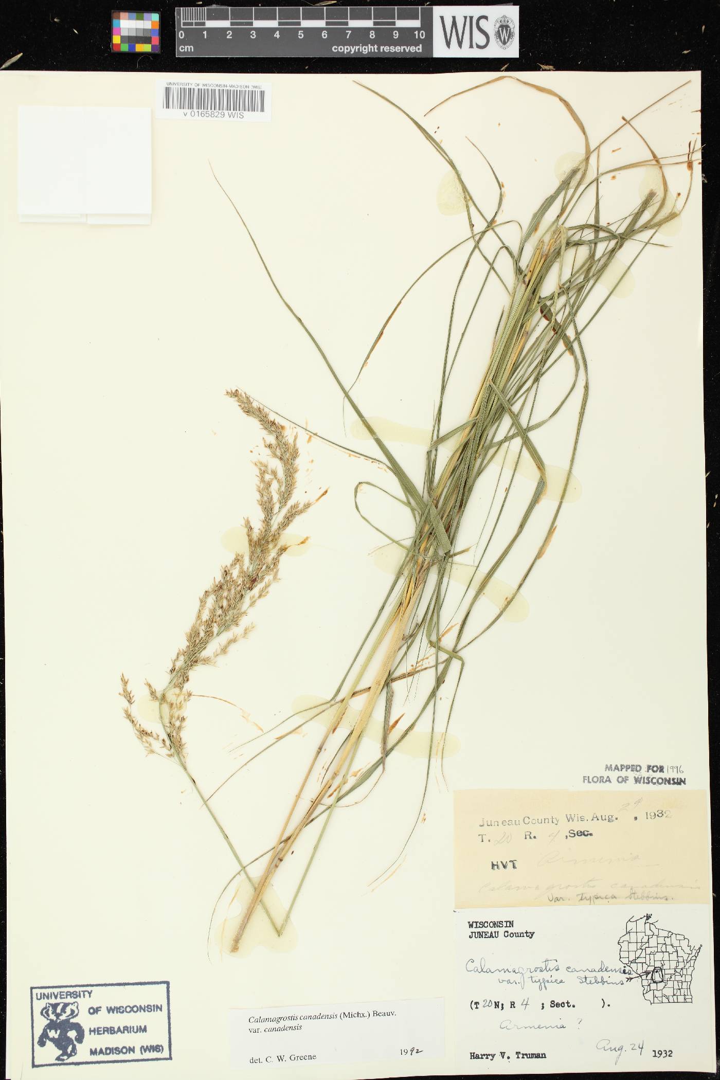 Calamagrostis canadensis var. canadensis image