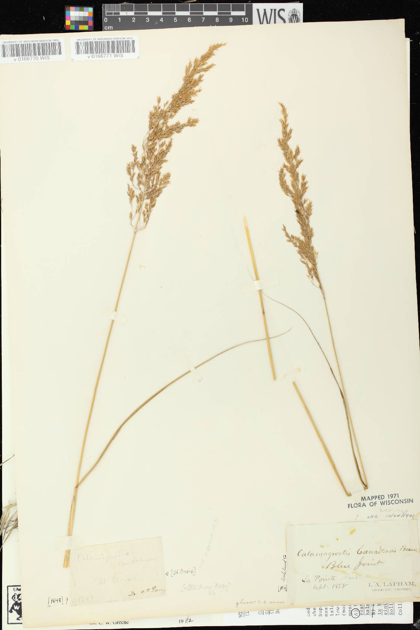 Calamagrostis canadensis var. canadensis image