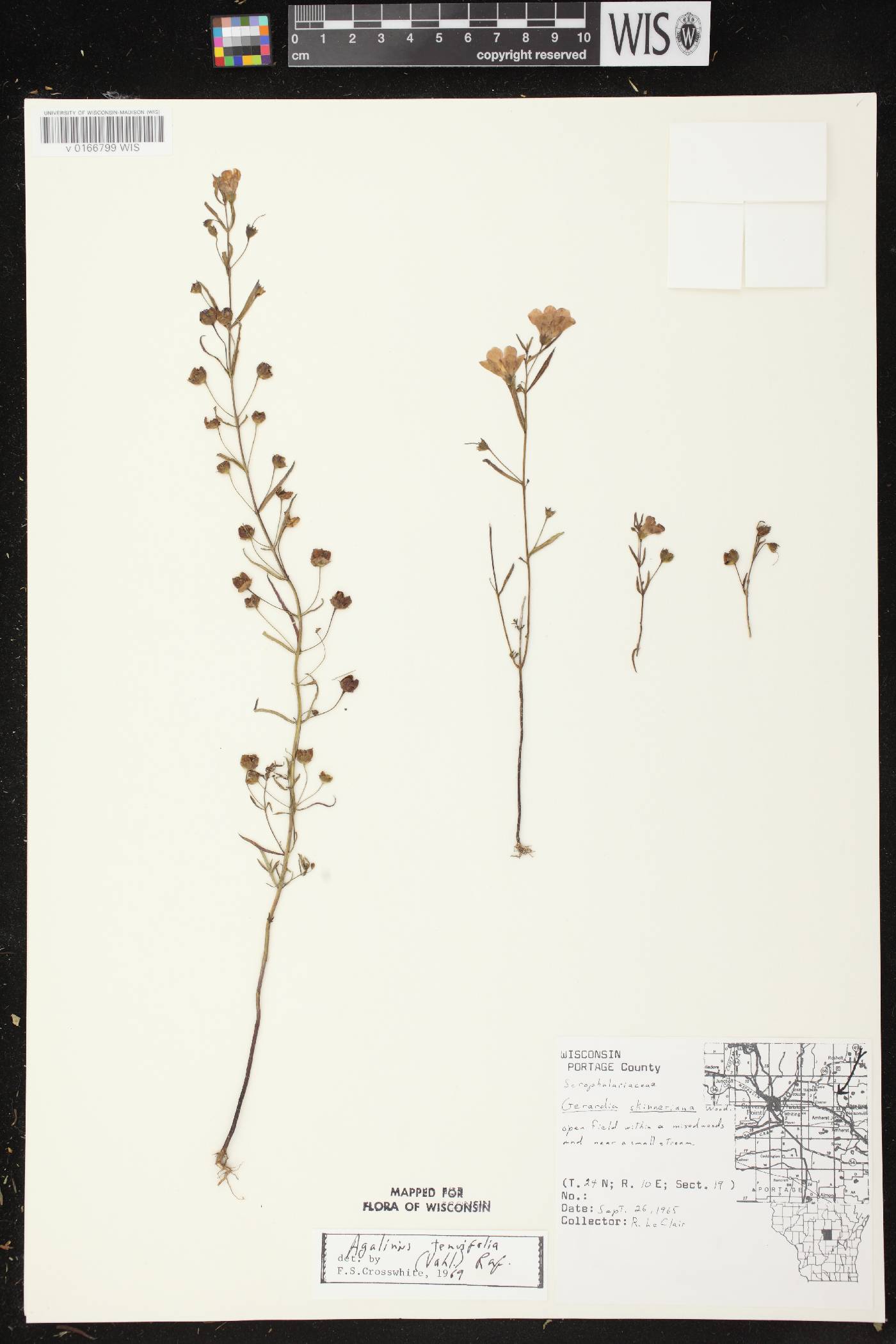 Agalinis tenuifolia image