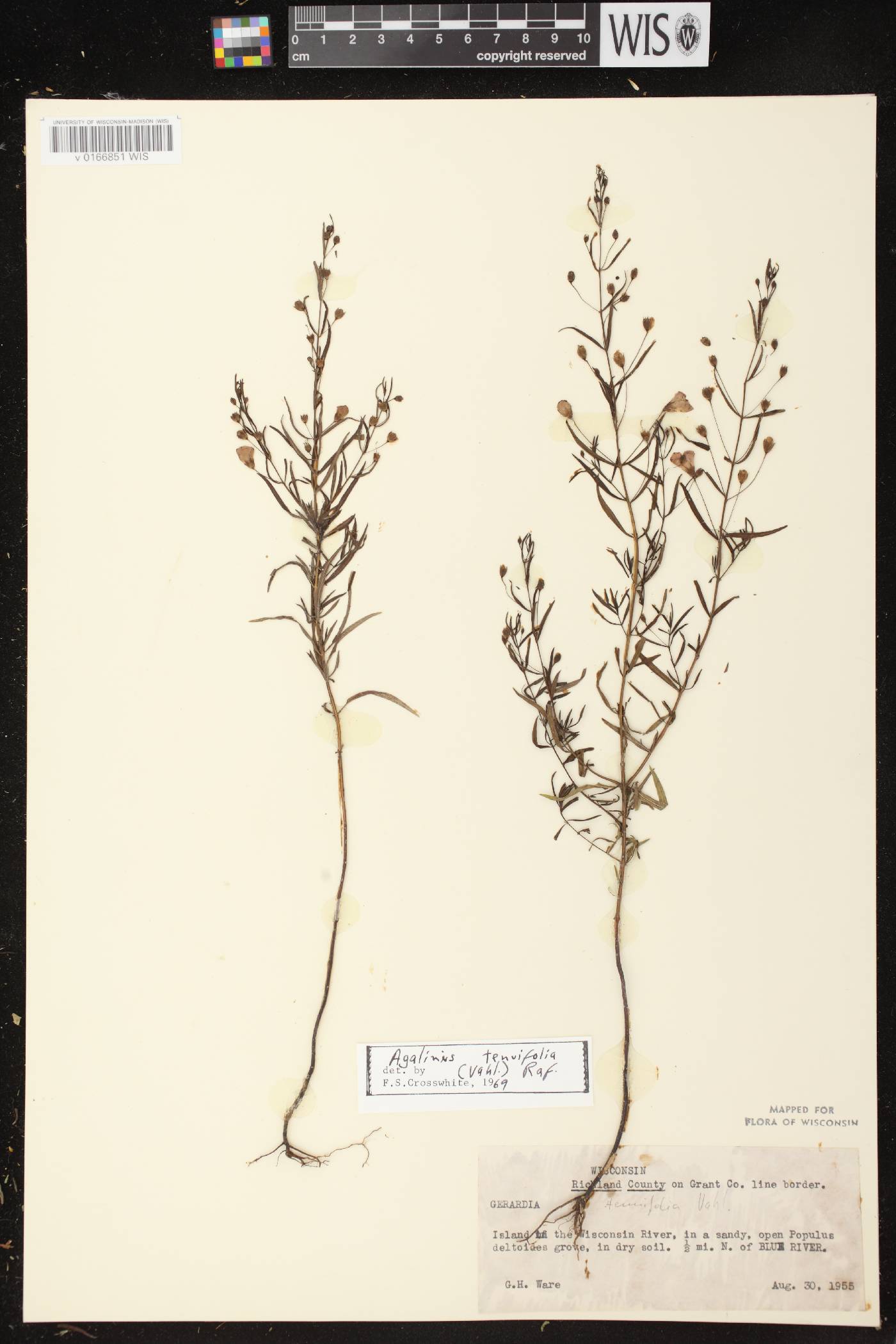 Agalinis tenuifolia image