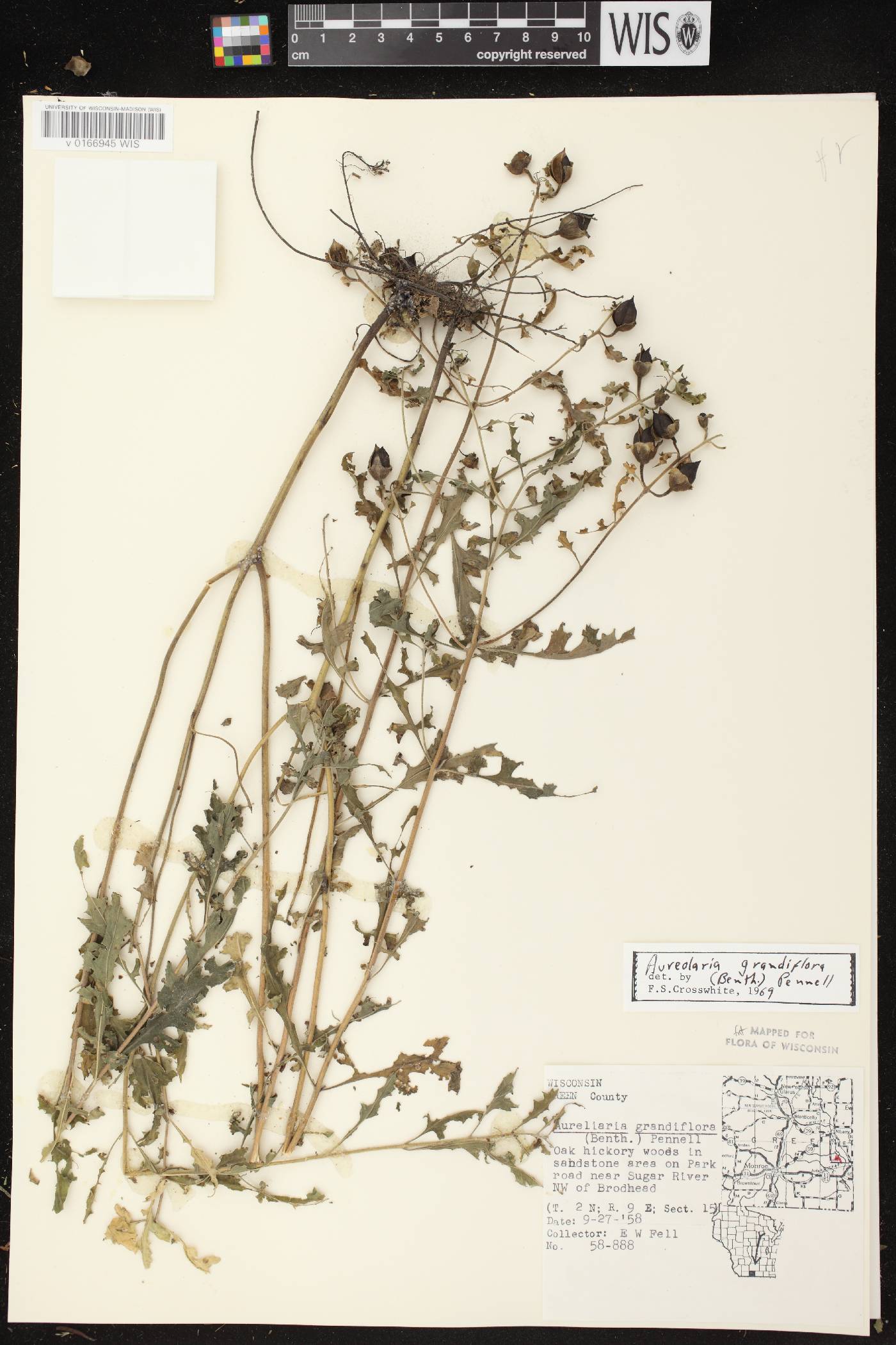 Aureolaria grandiflora var. pulchra image
