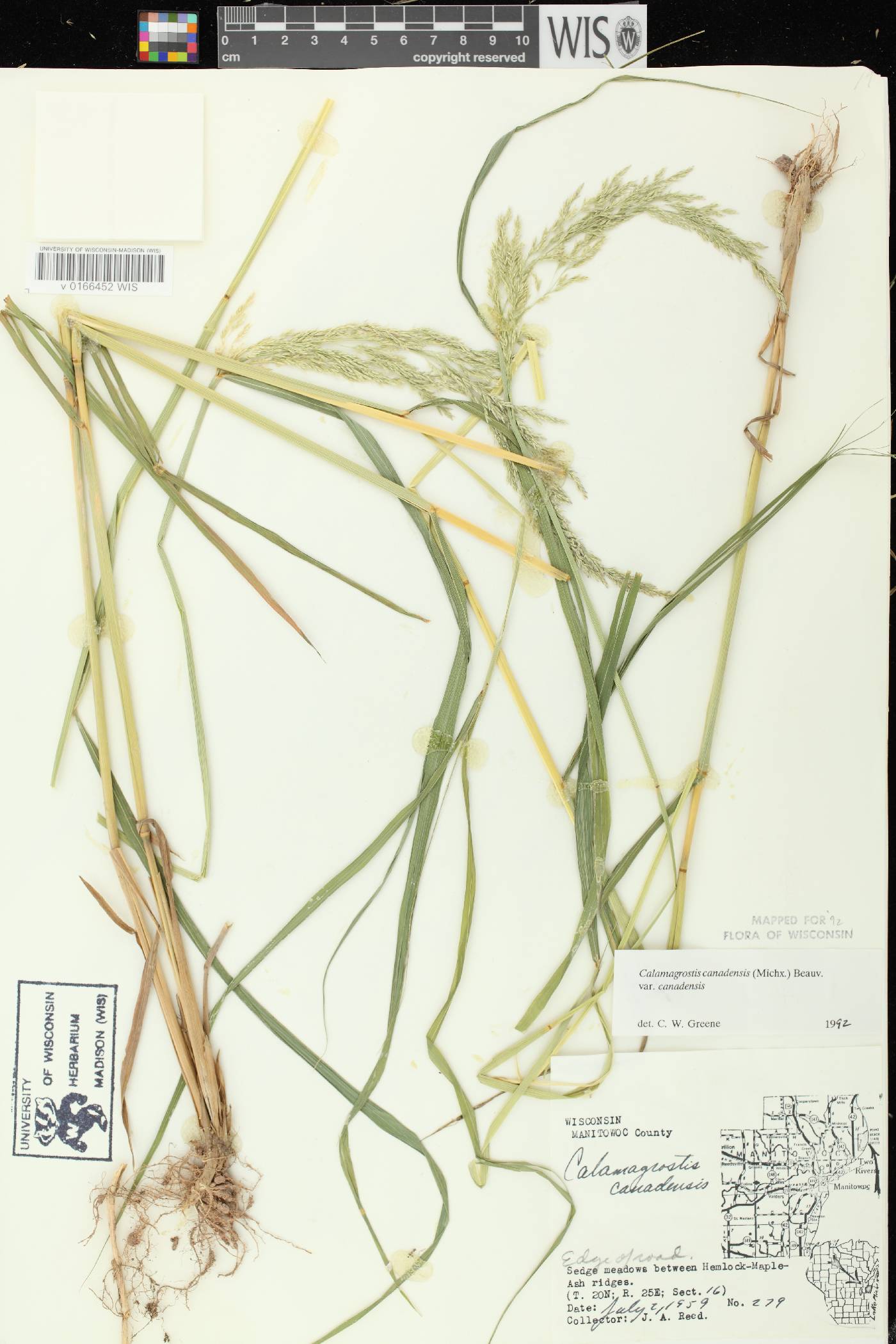 Calamagrostis canadensis var. canadensis image