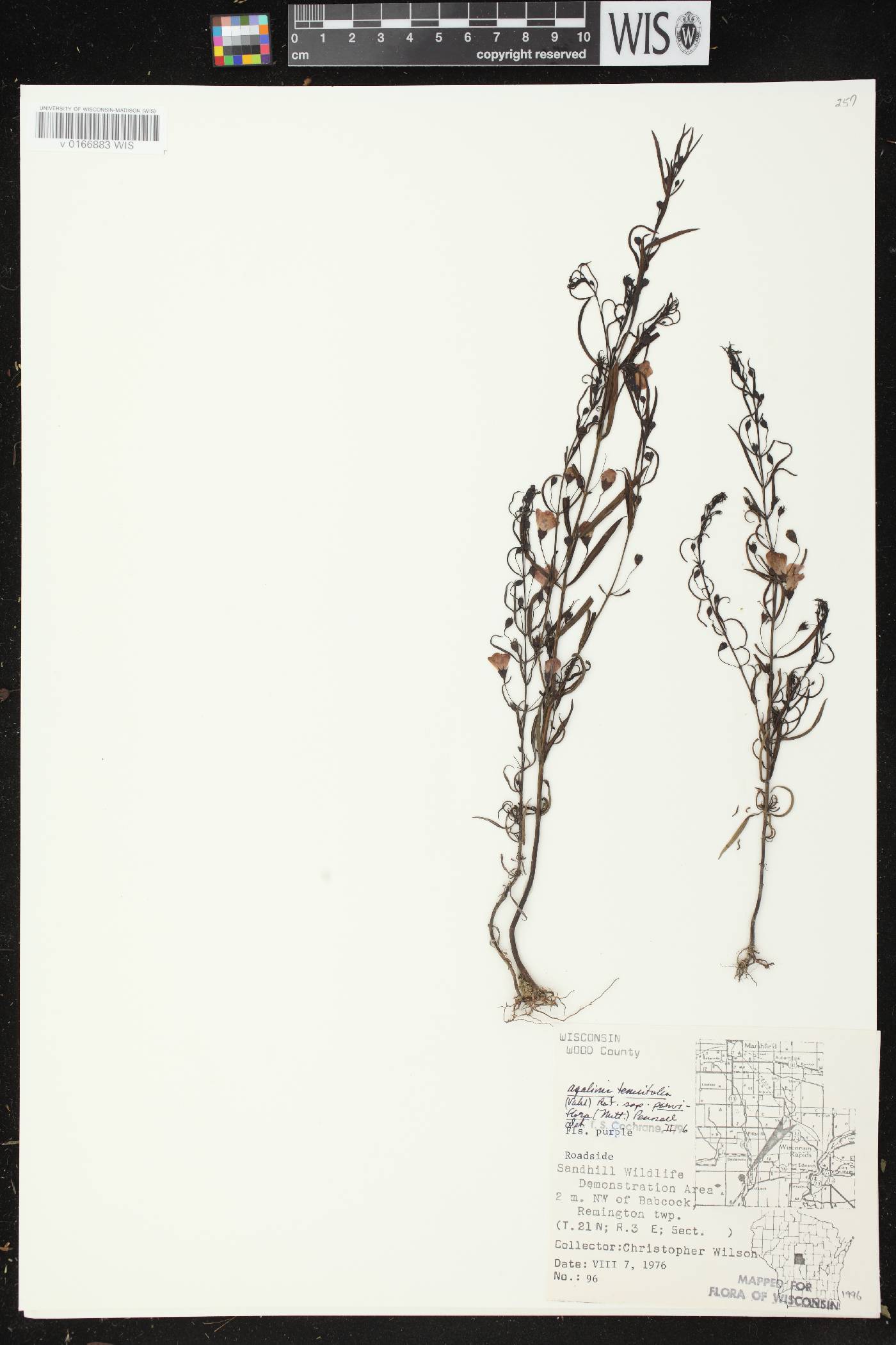 Agalinis tenuifolia image