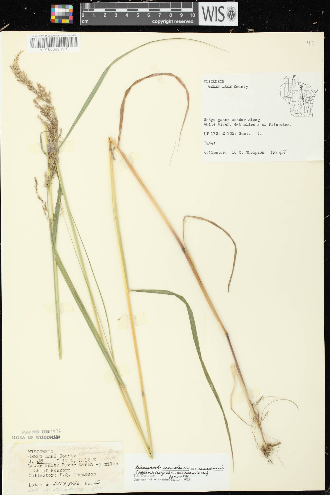 Calamagrostis canadensis var. canadensis image