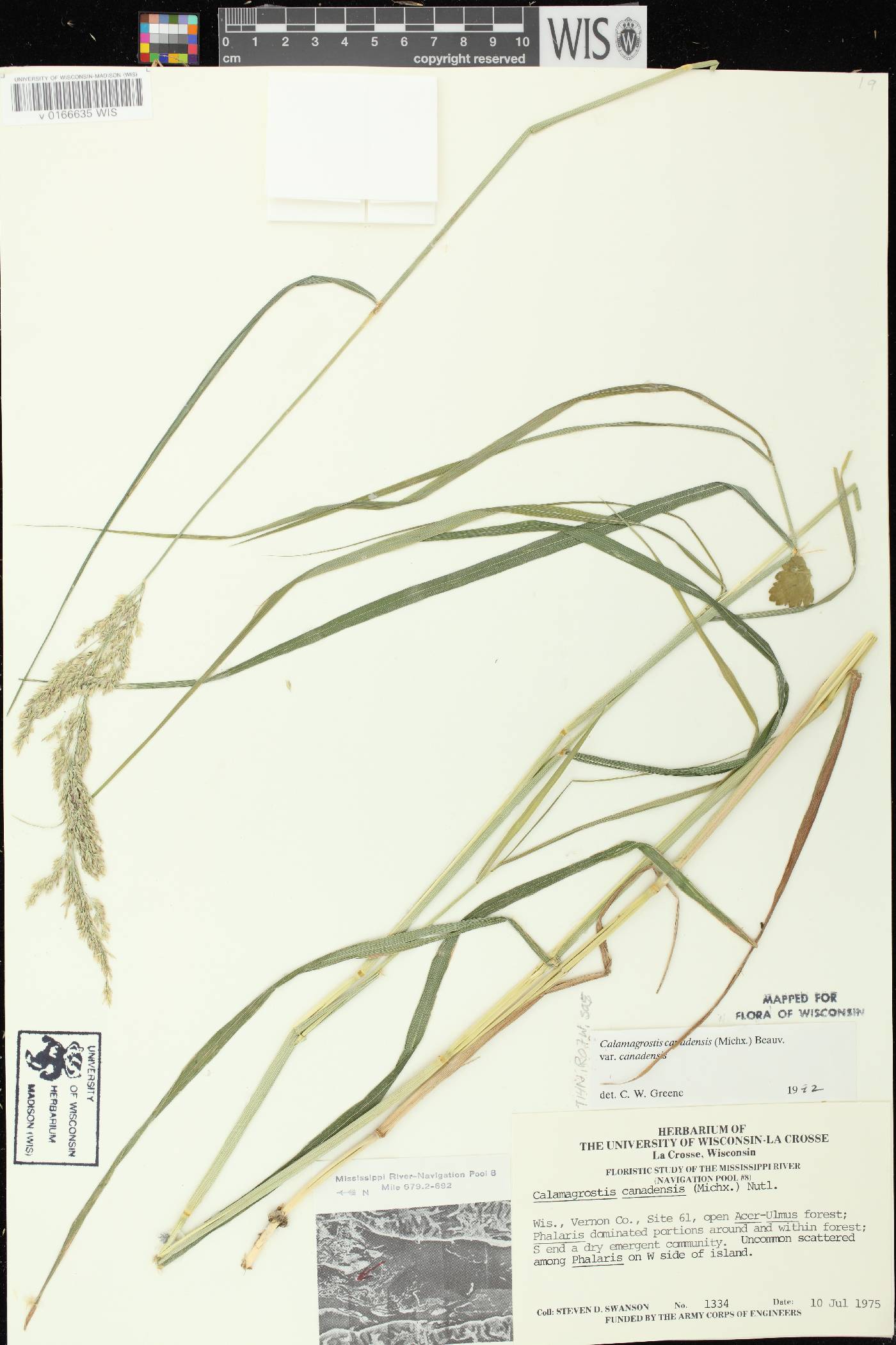 Calamagrostis canadensis var. canadensis image