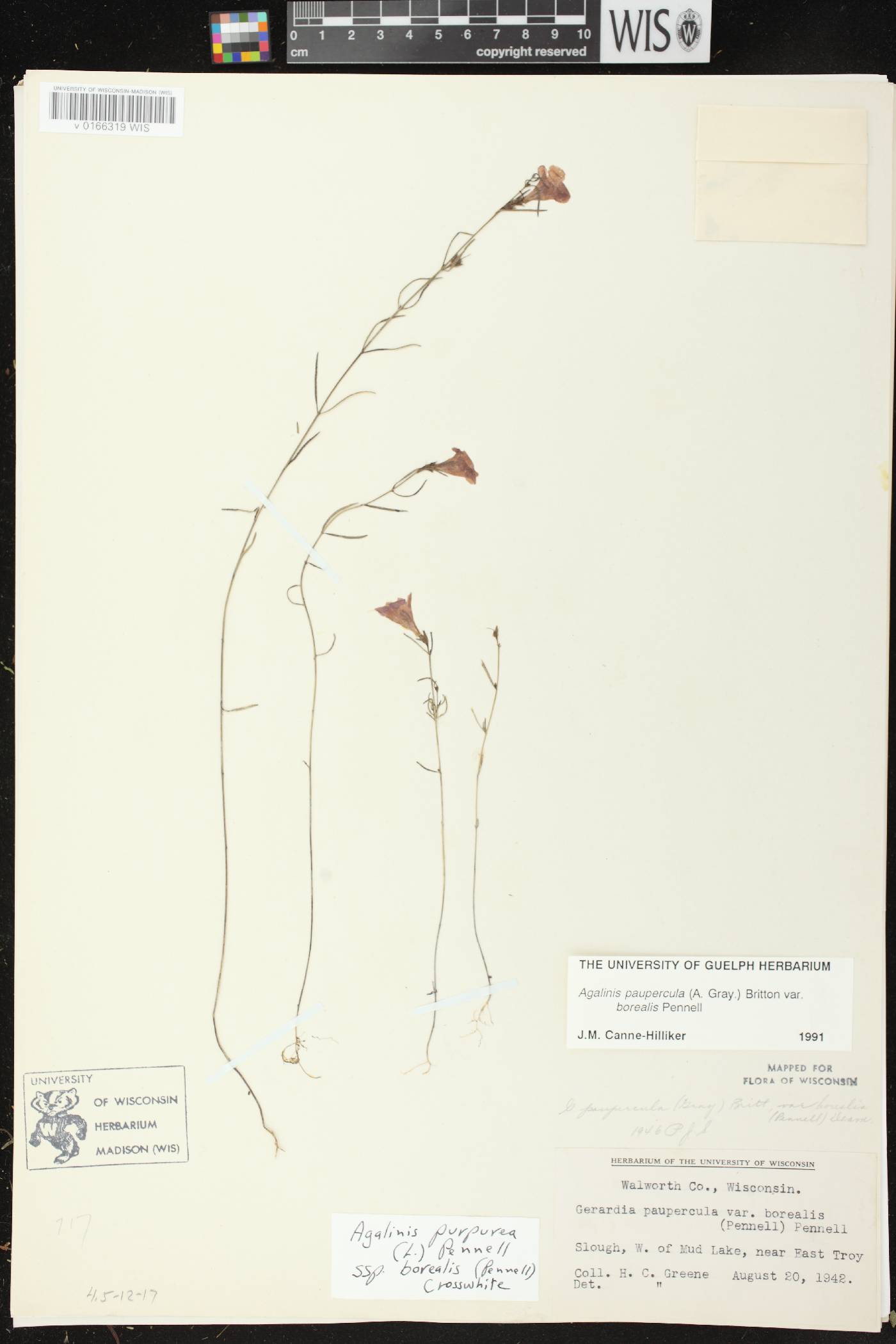 Agalinis paupercula var. borealis image