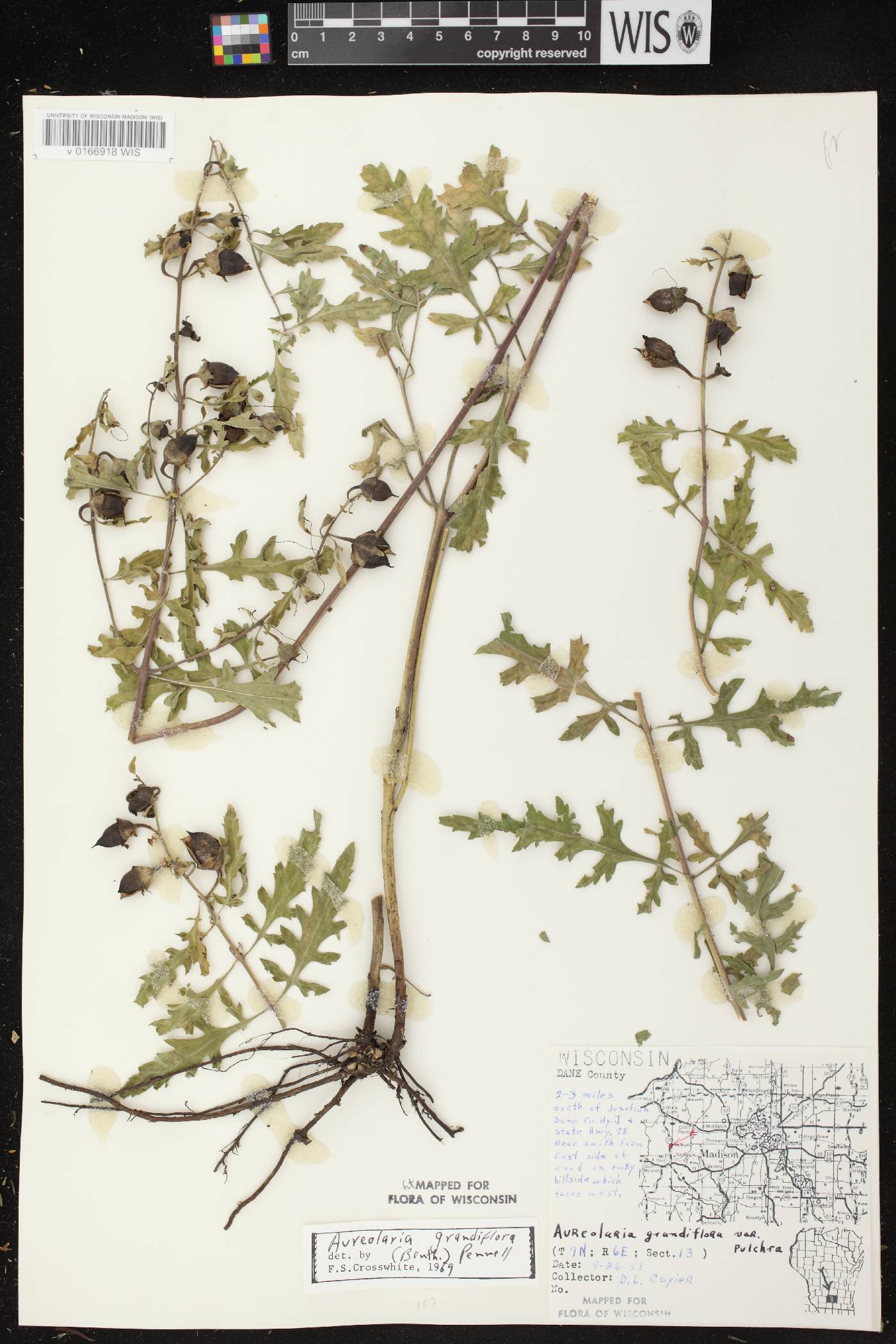 Aureolaria grandiflora var. pulchra image