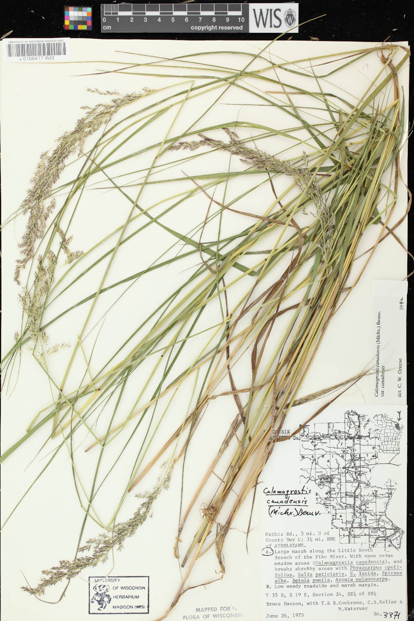 Calamagrostis canadensis var. canadensis image