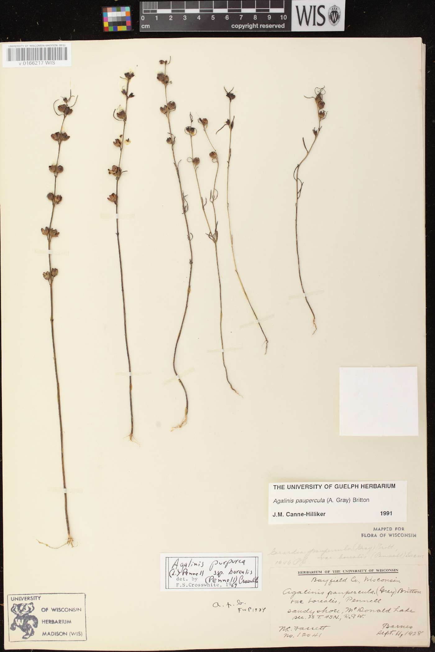 Agalinis paupercula image