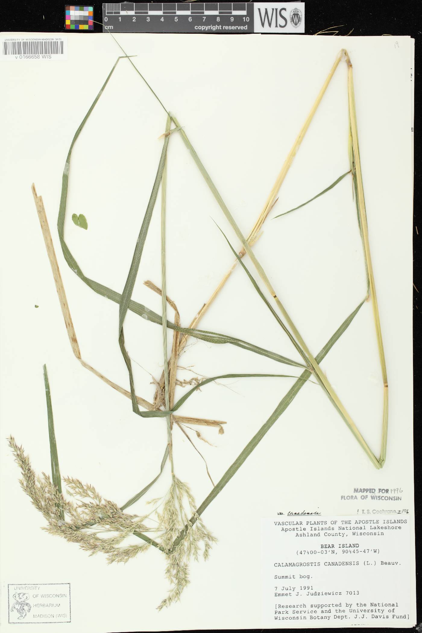 Calamagrostis canadensis var. canadensis image
