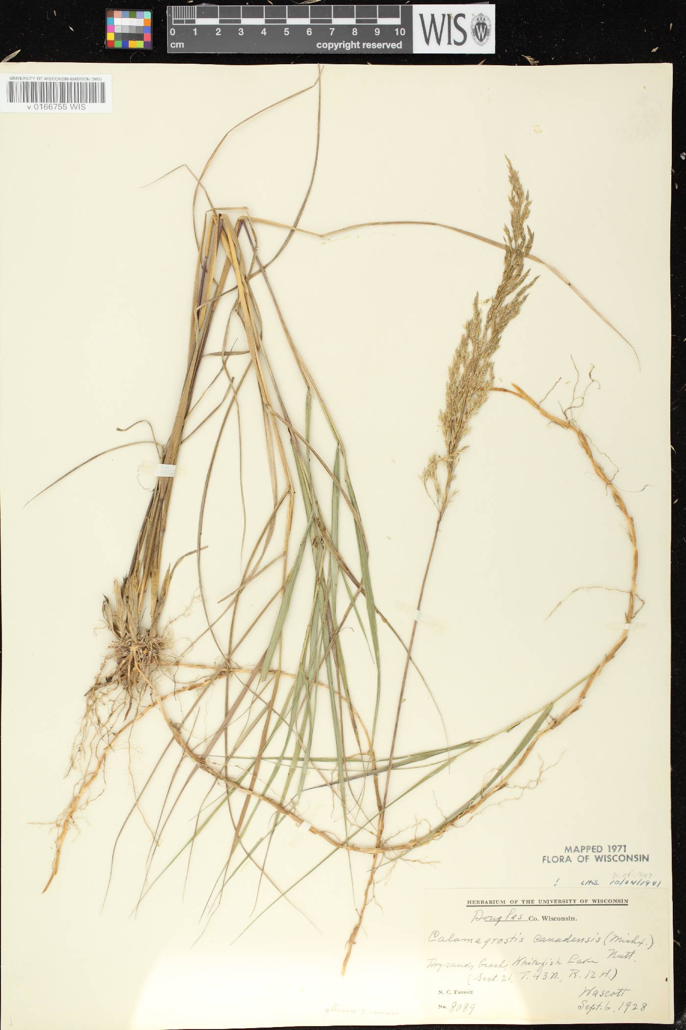 Calamagrostis canadensis var. canadensis image