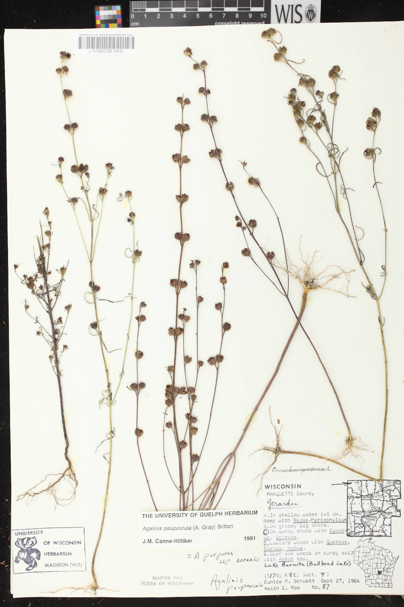 Agalinis paupercula image