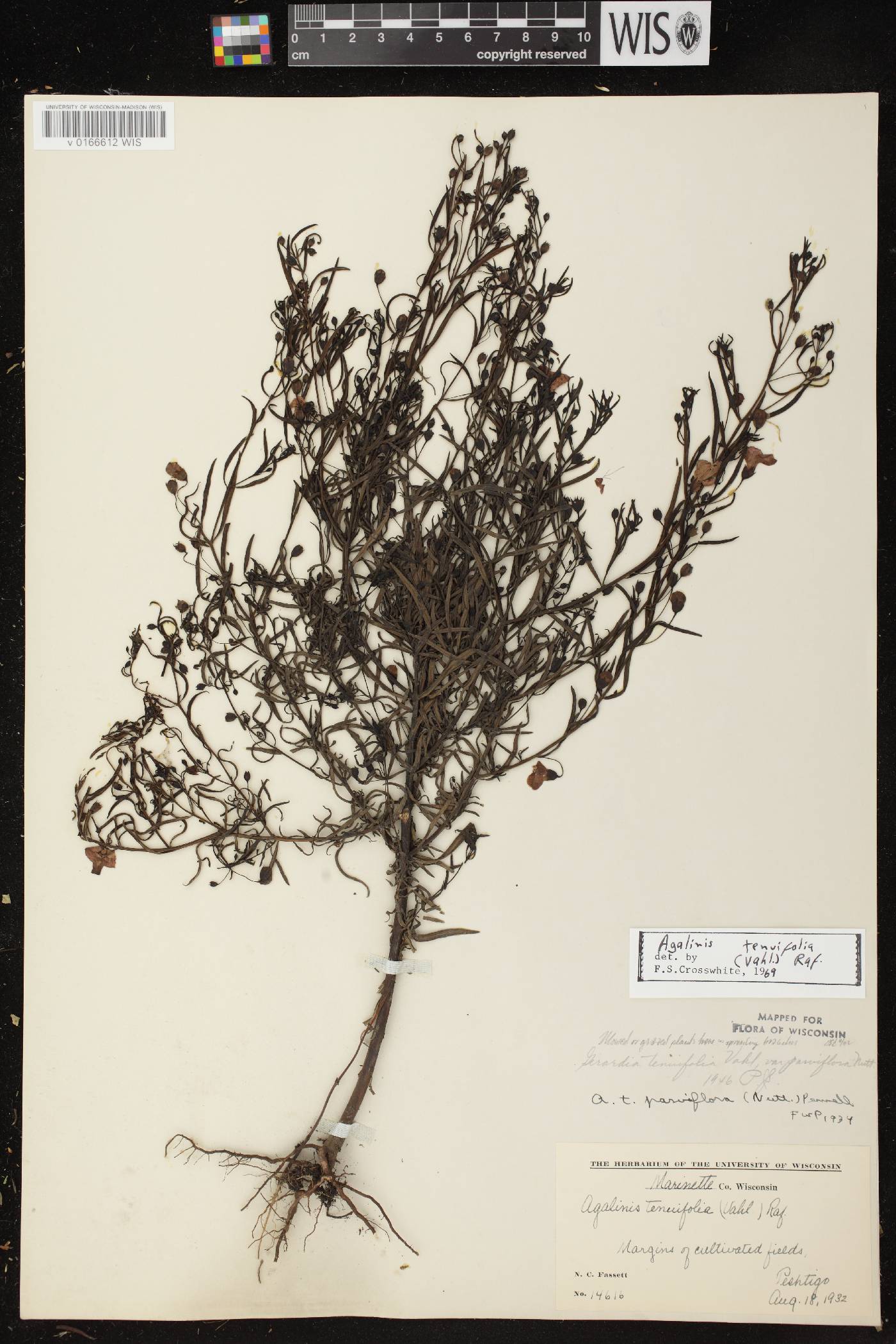 Agalinis tenuifolia image