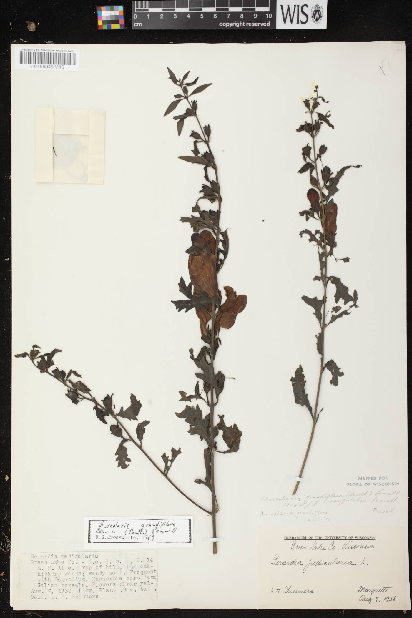 Aureolaria grandiflora var. pulchra image