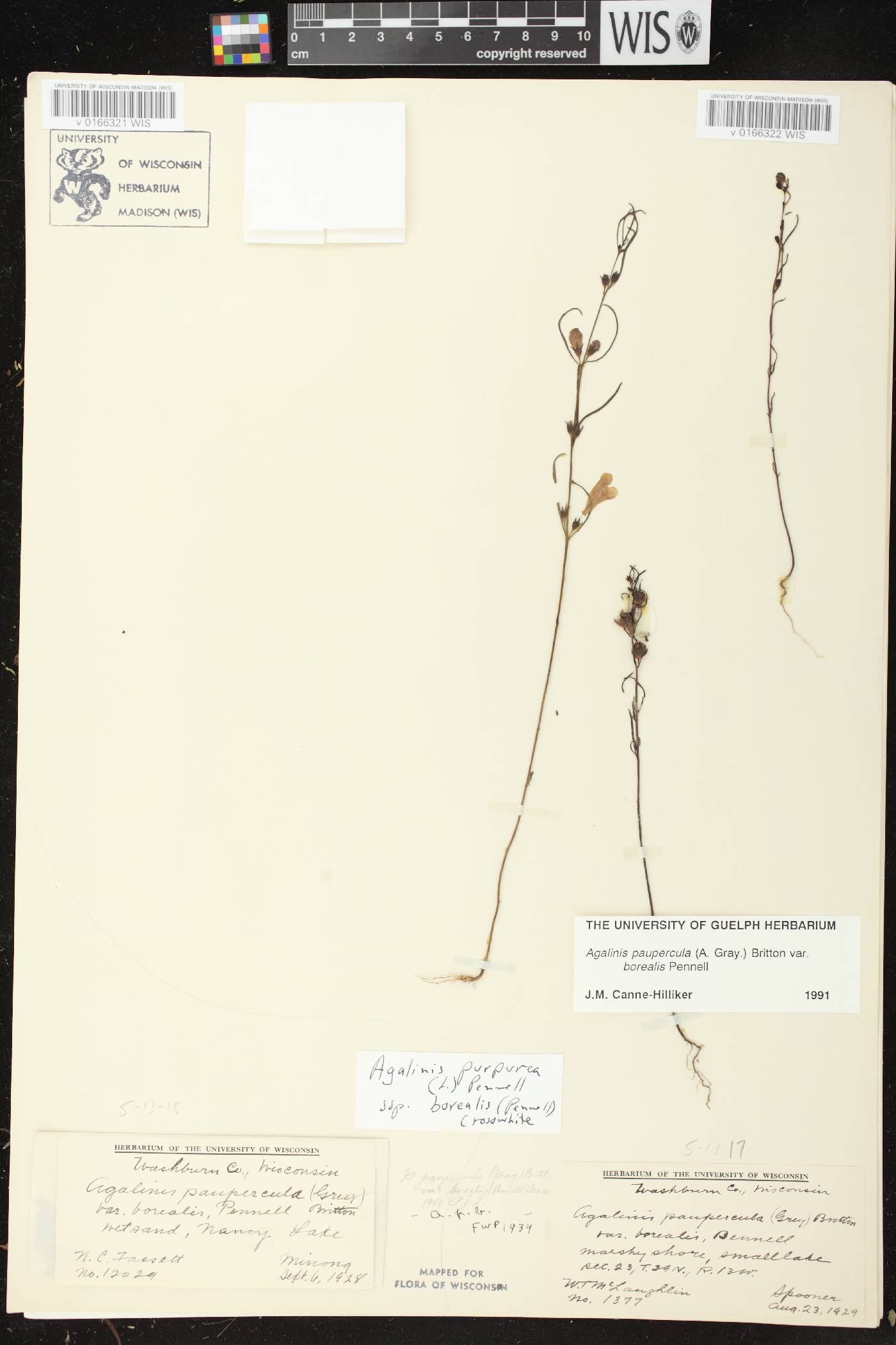 Agalinis paupercula var. borealis image