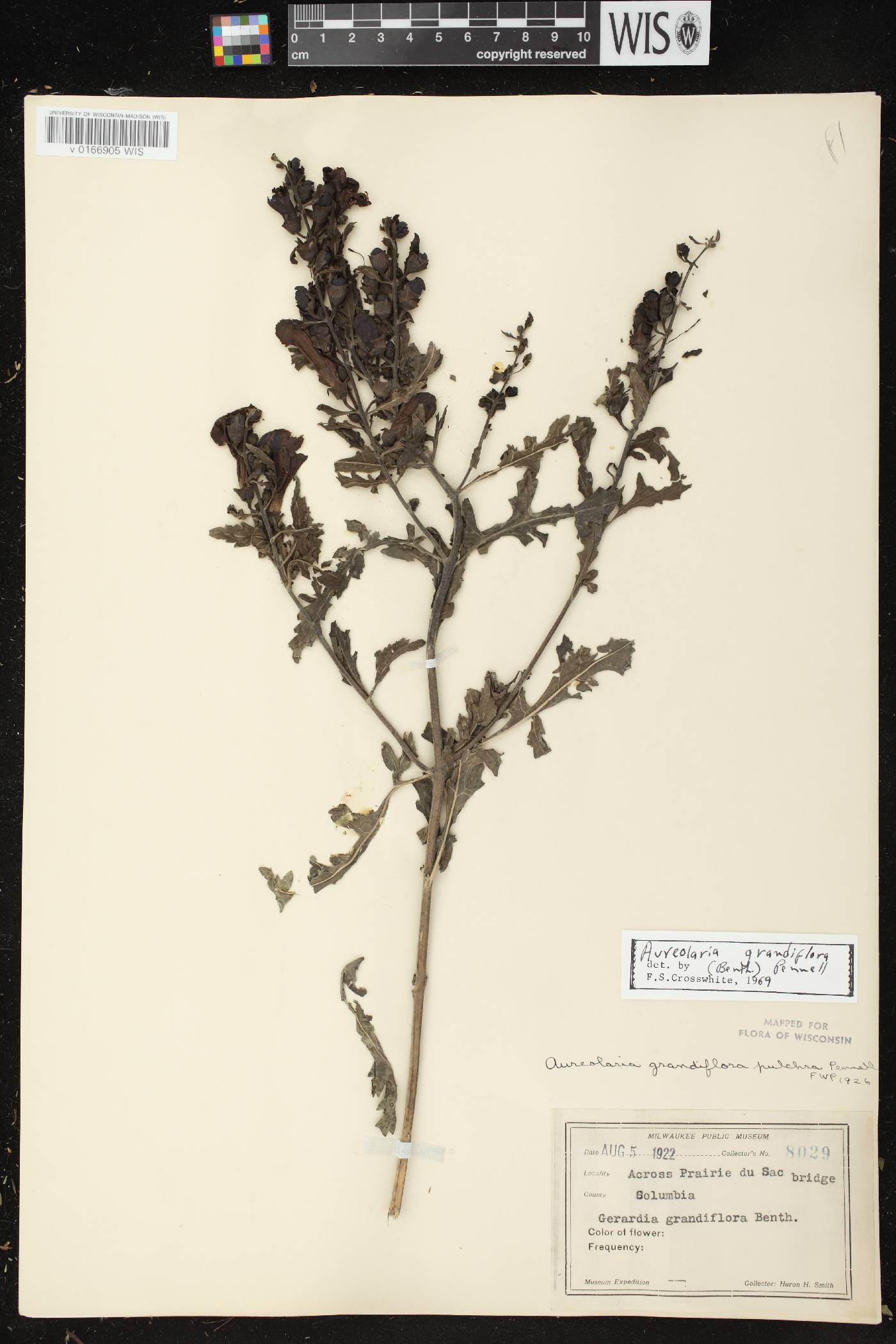 Aureolaria grandiflora var. pulchra image