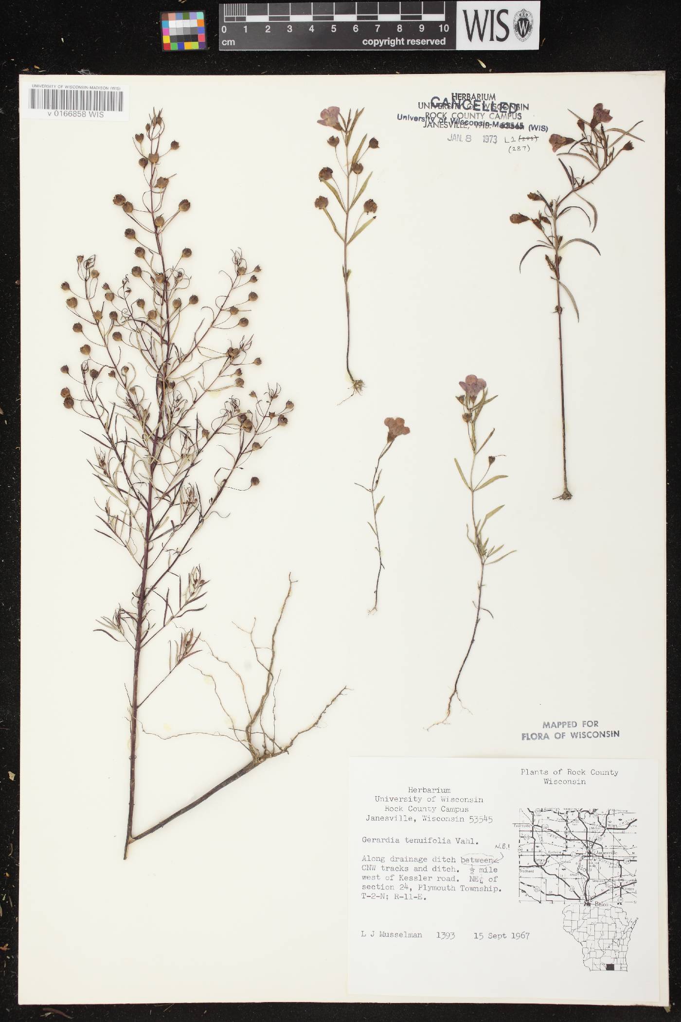 Agalinis tenuifolia image