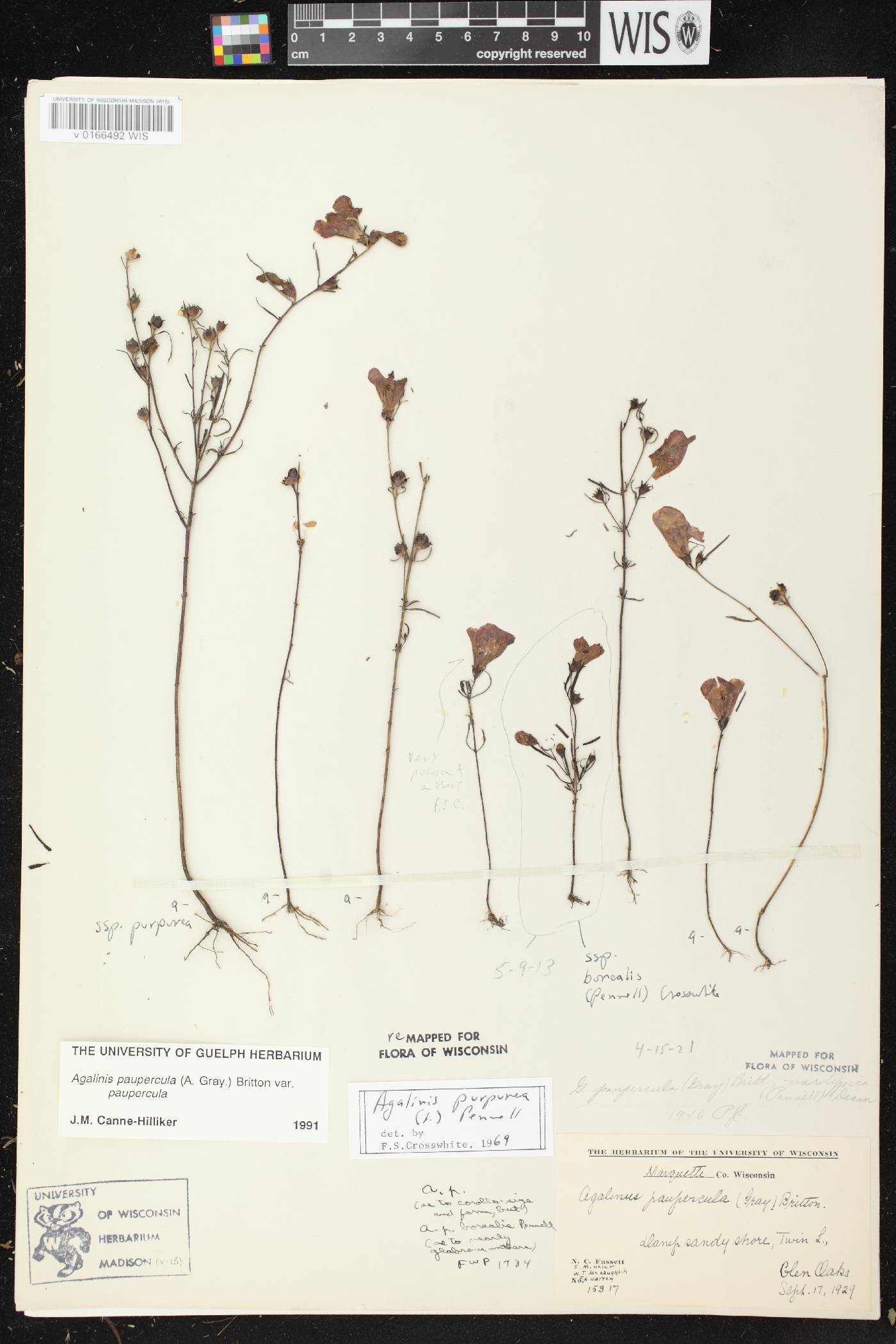 Agalinis paupercula image