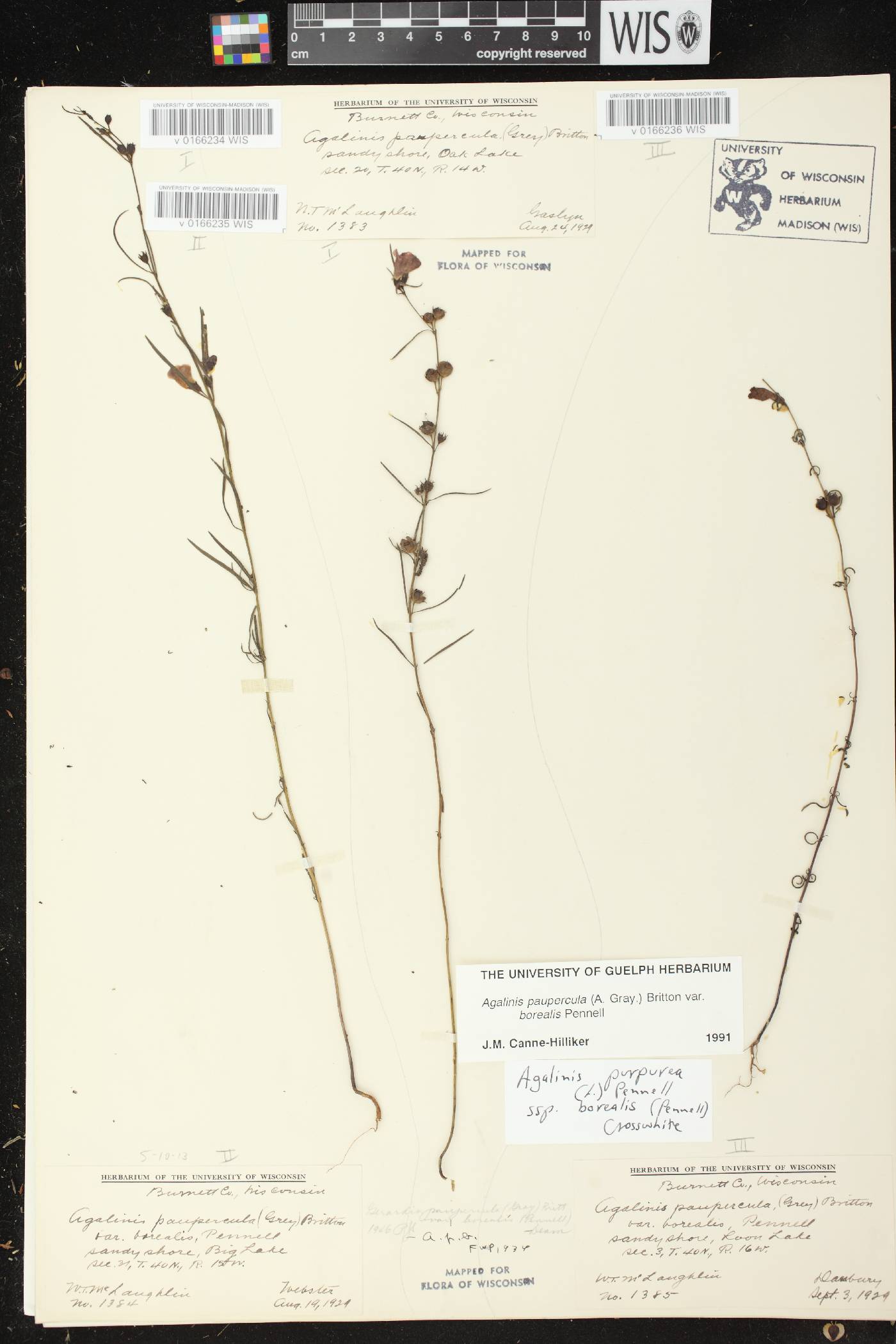 Agalinis paupercula var. borealis image