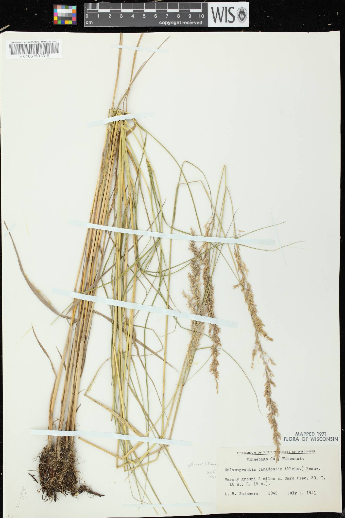 Calamagrostis canadensis var. canadensis image
